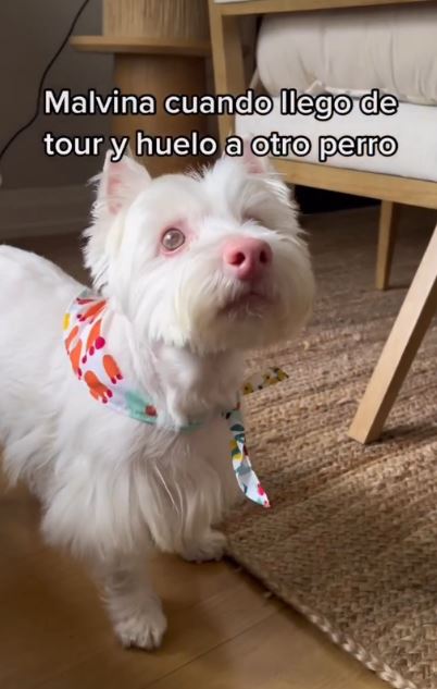 Malvina, la perrita de Camilo | Fuente: Instagram.com/camilo