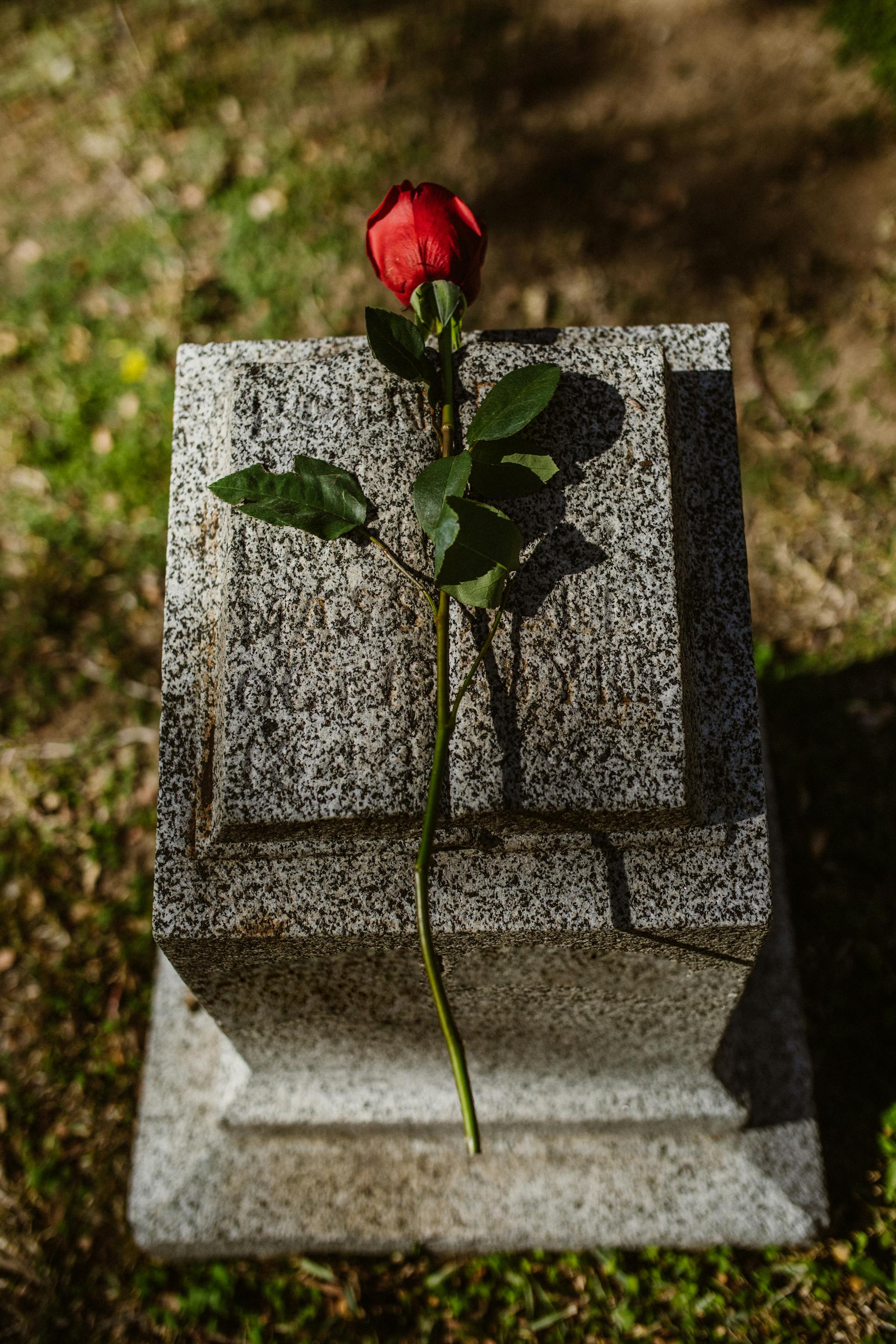 Una rosa roja sobre una lápida | Fuente: Pexels