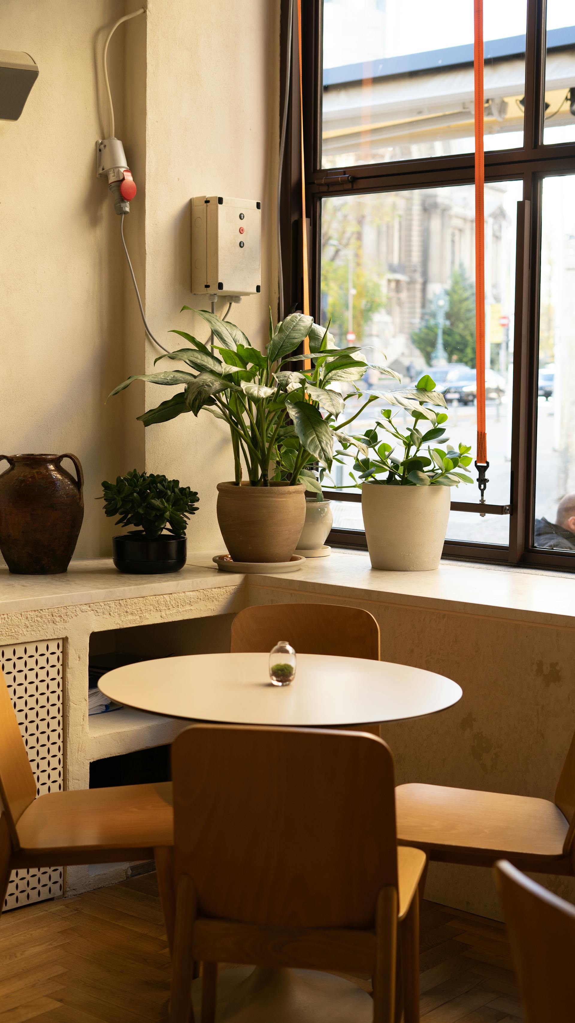 Plantas en una cafetería | Fuente: Pexels