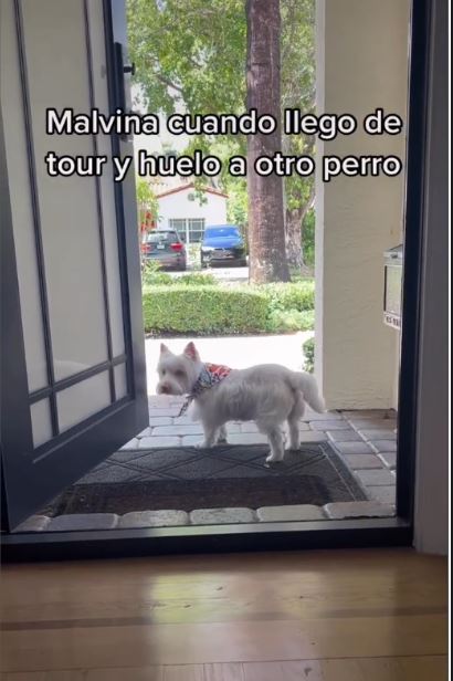 Malvina, la perrita fallecida del cantante Camilo | Fuente: Instagram.com/camilo