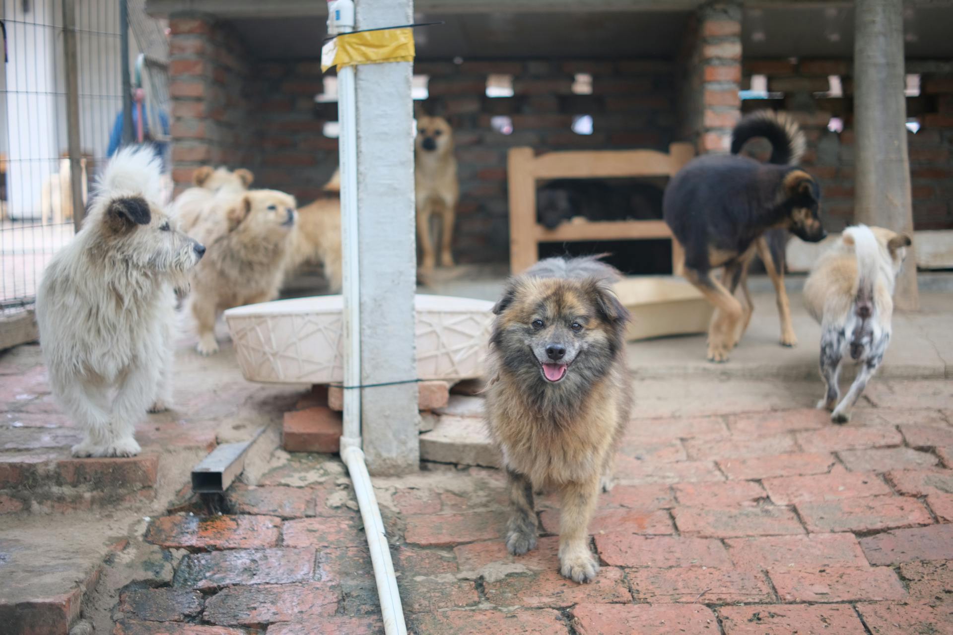 Perros en un refugio de animales | Fuente: Pexels