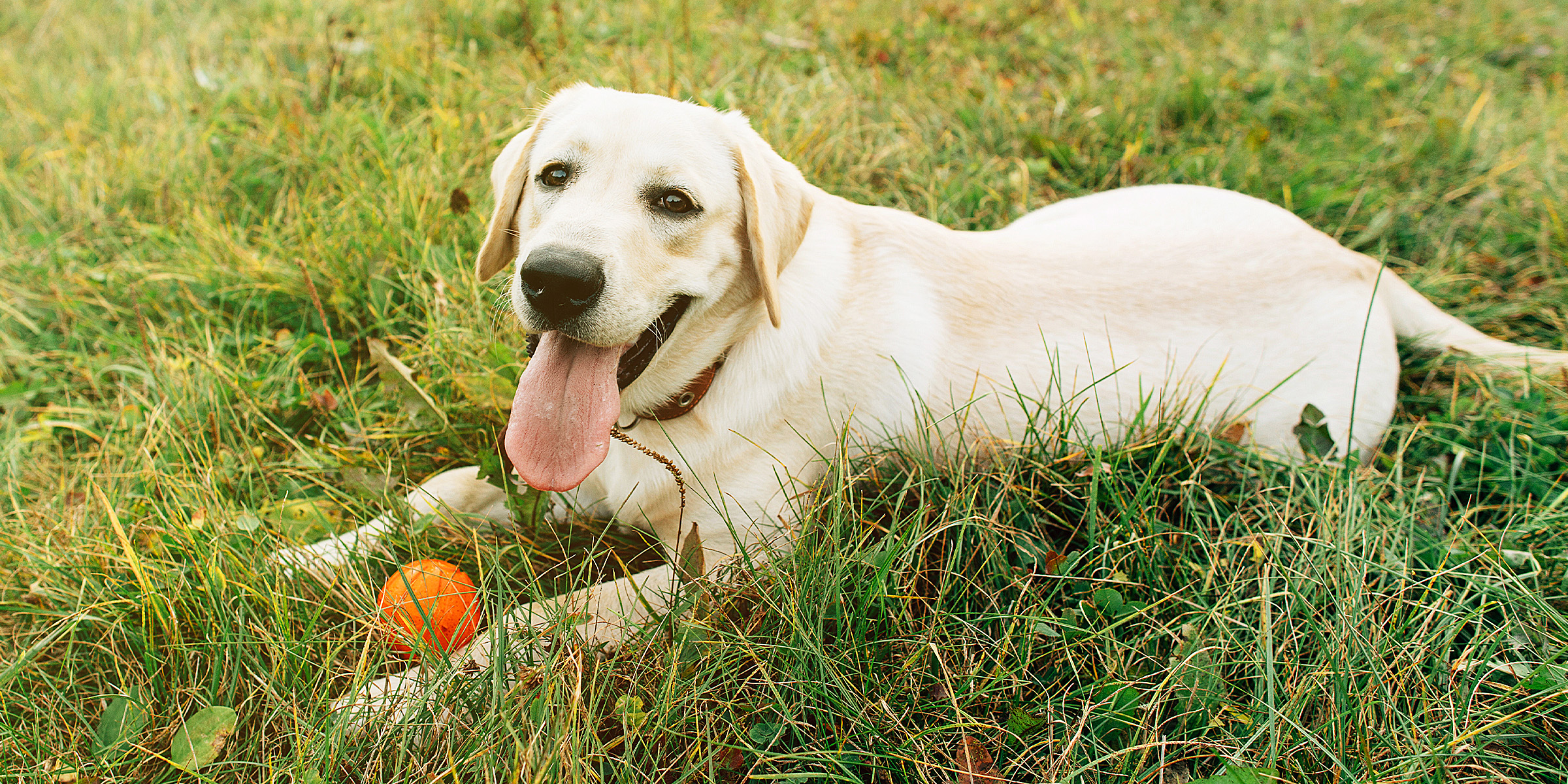 Un perro sentado en un jardín | Fuente: Freepik