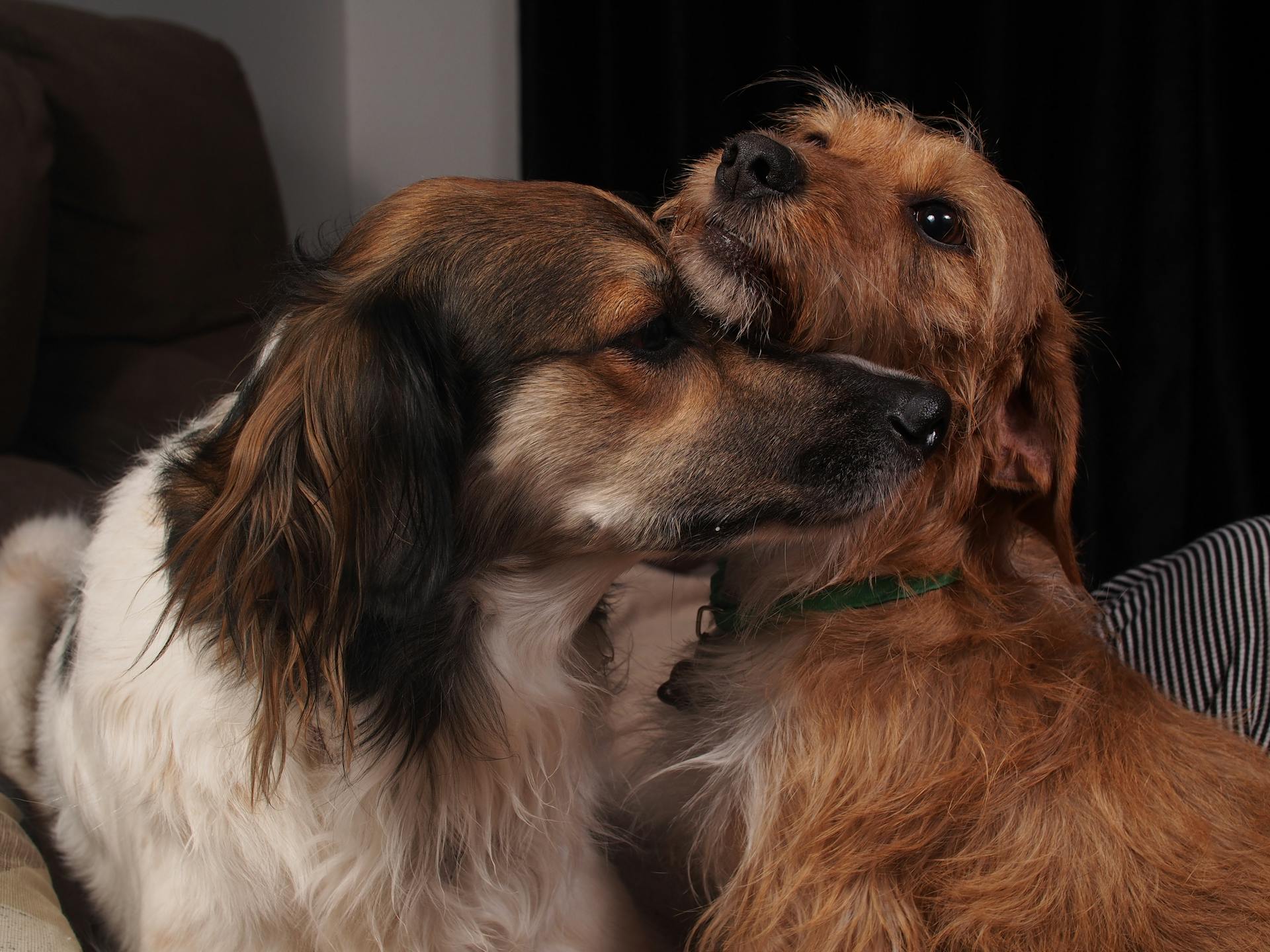 Dos perros juntos | Fuente: Pexels