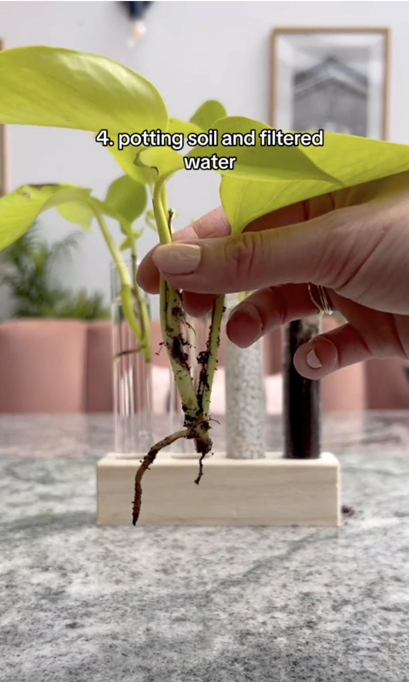 Los resultados del cuarto esqueje de pothos Neon propagándose en diferentes medios en un clip subido el 5 de octubre de 2024 | Fuente: TikTok/thelittlelifelately
