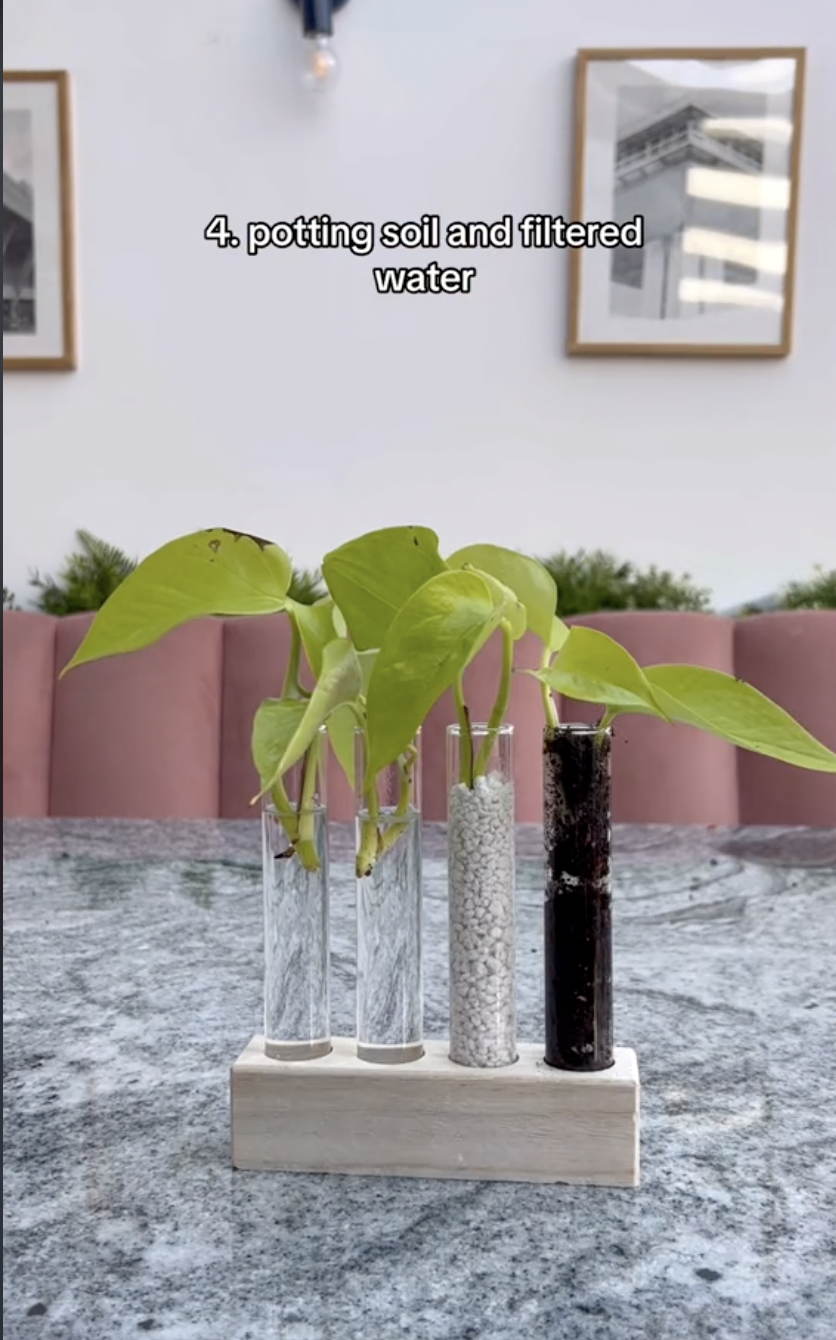 Esquejes de pothos neón en un experimento de propagación en un clip subido el 5 de octubre de 2024 | Fuente: TikTok/thelittlelifelately