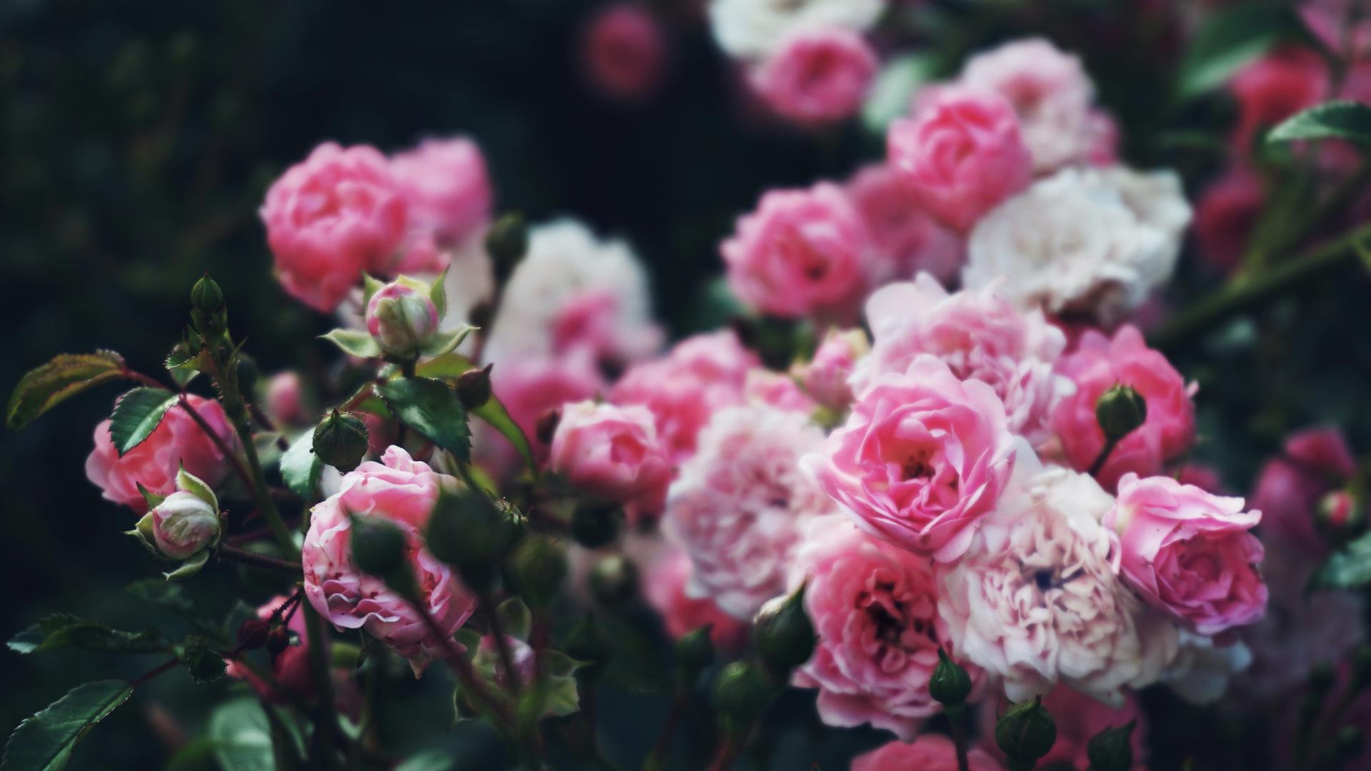 Un primer plano de rosas en un jardín | Fuente: Pexels