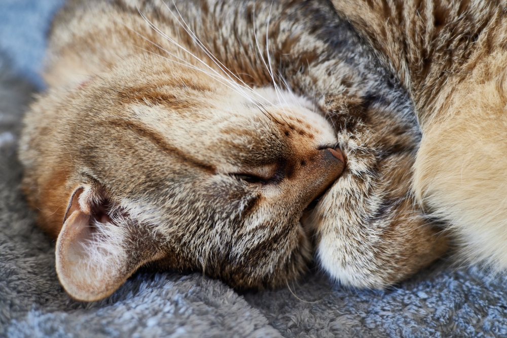 Imagen con fines ilustrativos | Foto: Shutterstock
