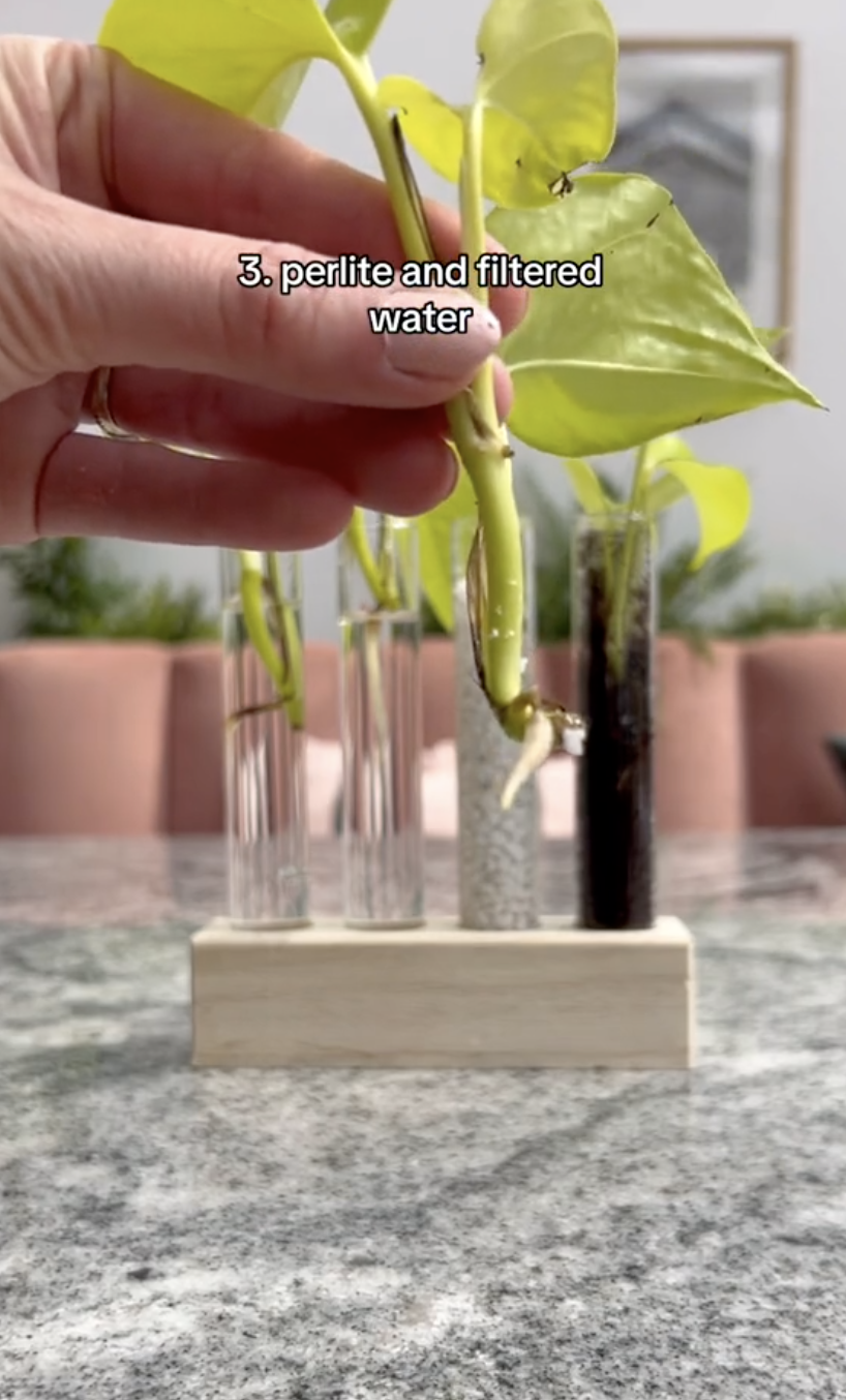 Los resultados de la cuarta probeta de esquejes de pothos neón tras propagarse en distintos medios en un clip subido el 5 de octubre de 2024 | Fuente: TikTok/thelittlelifelately