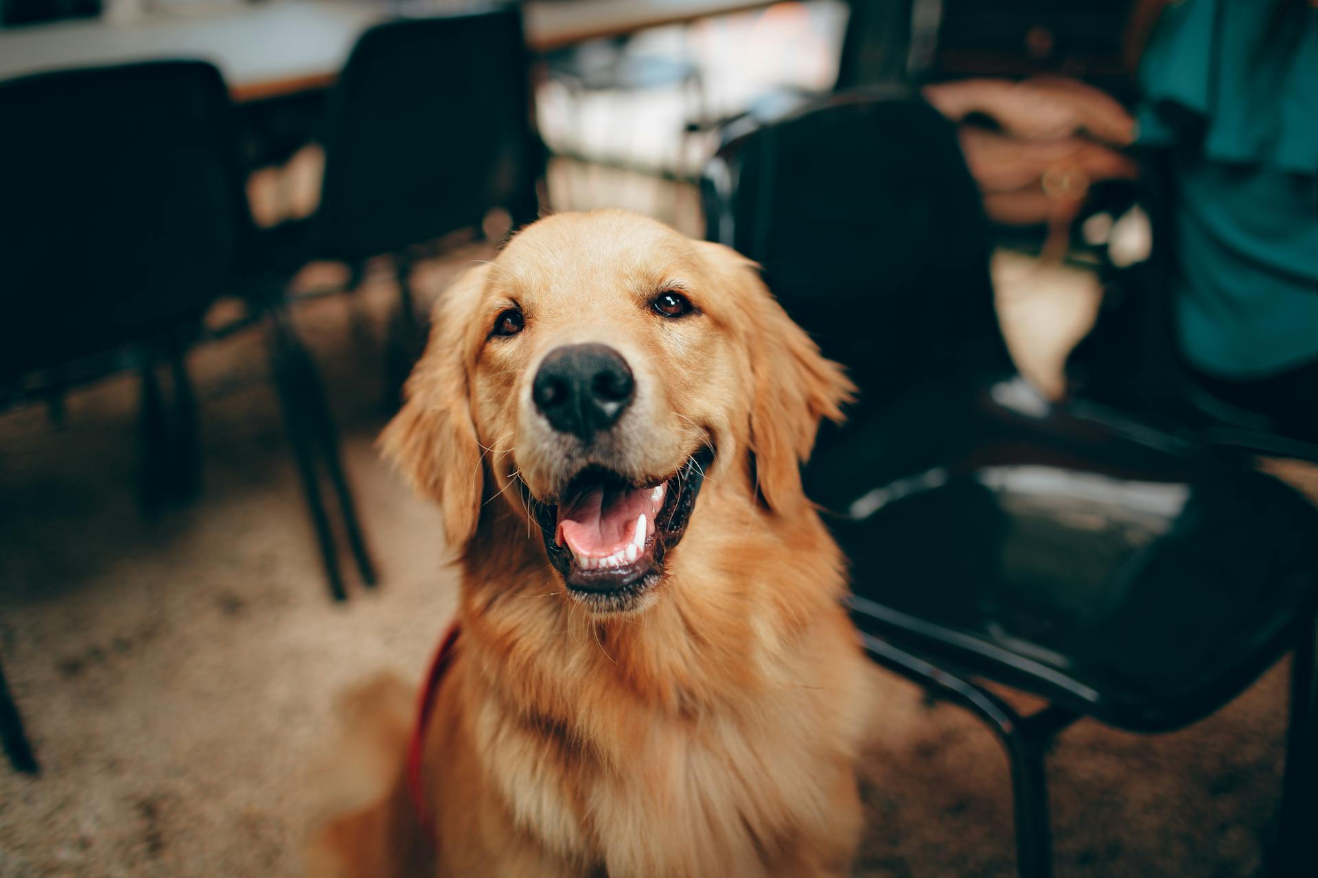 Un perro | Fuente: Pexels