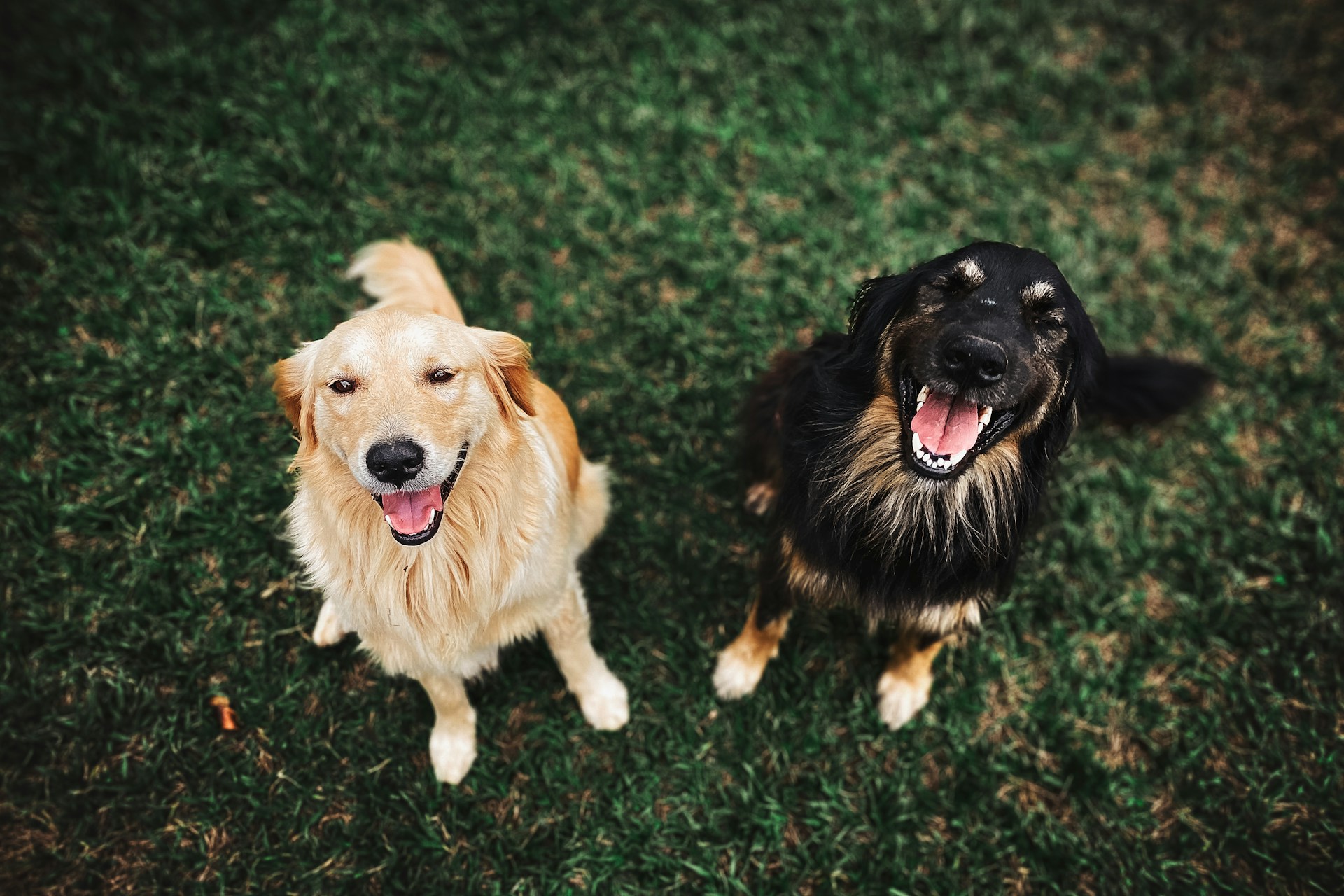 Dos perros adorables | Fuente: Unsplash