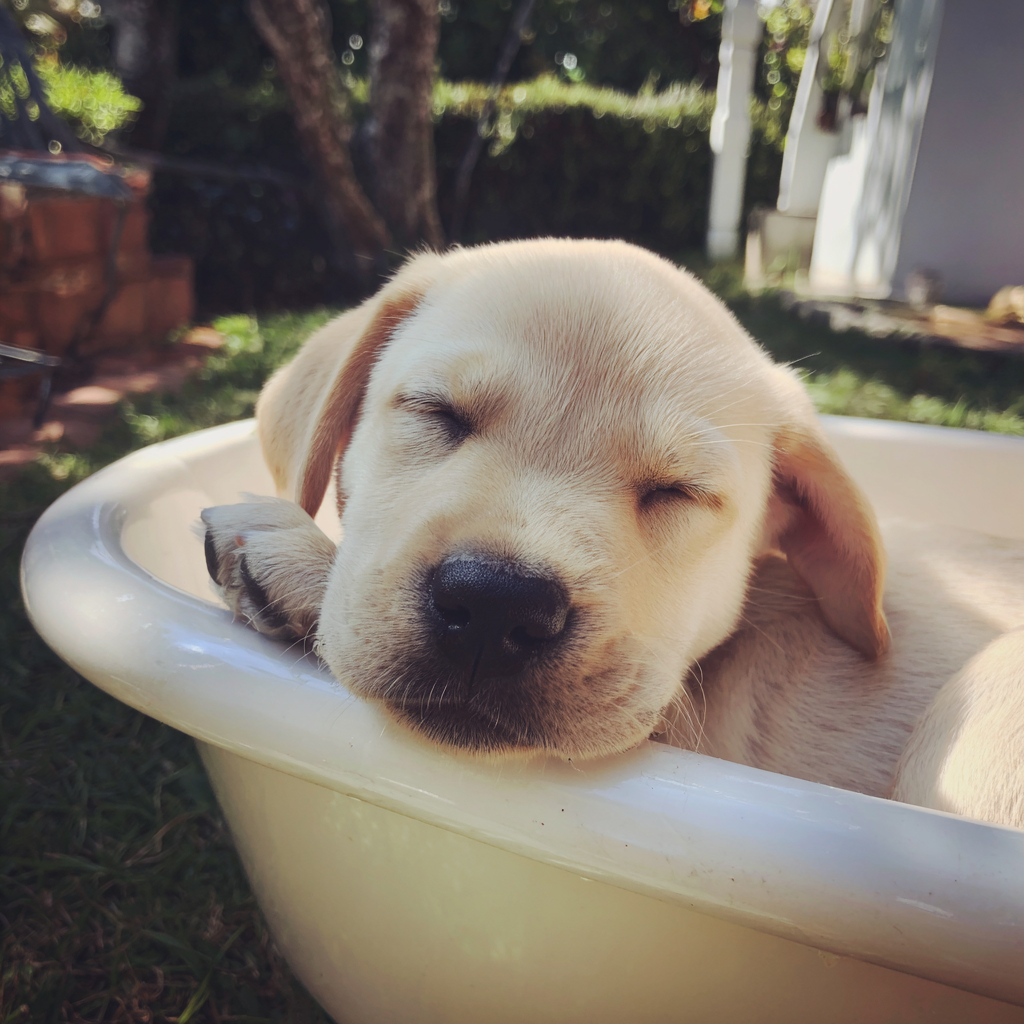 Un cachorro de labrador durmiendo en una bañera | Fuente: Midjourney
