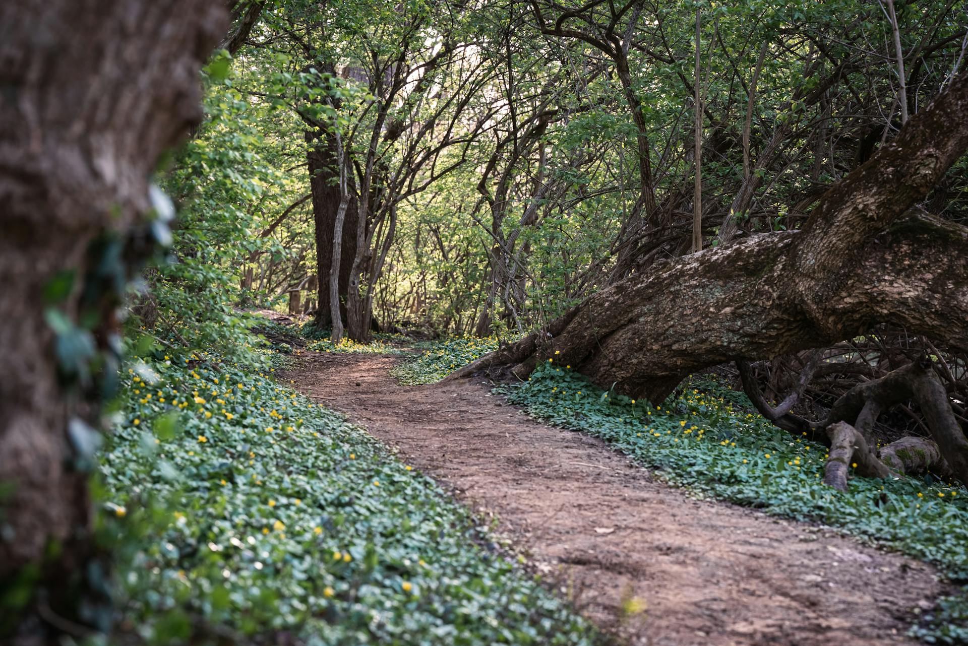 Un sendero en el bosque | Fuente: Pexels