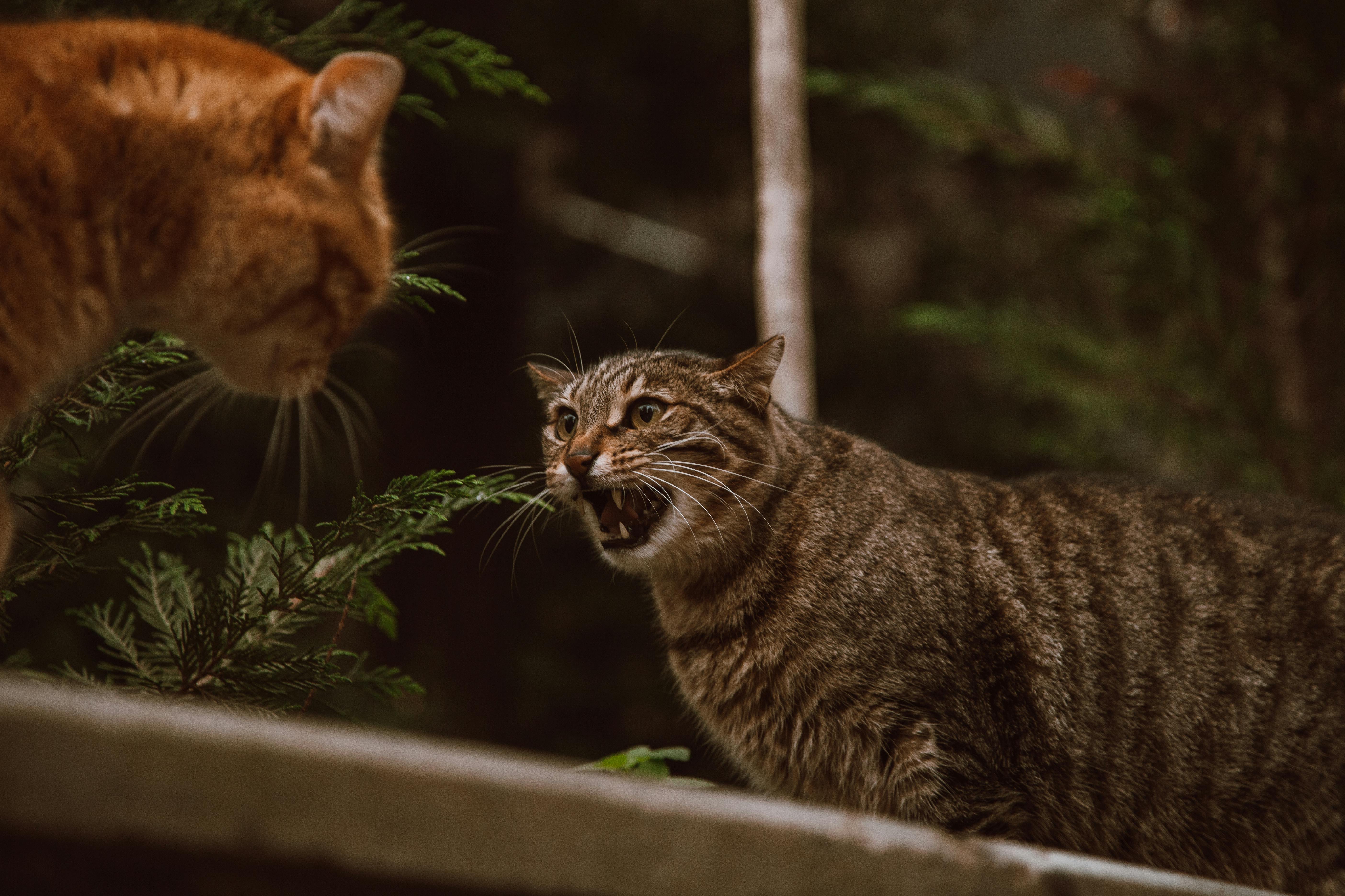 Imagen con fines ilustrativos | Foto: Pexels