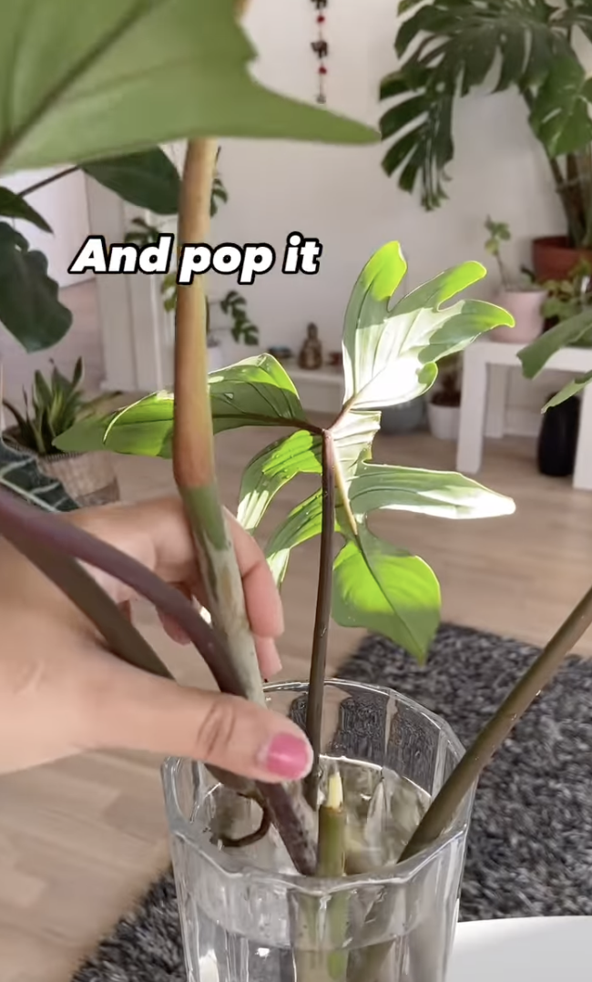 Un esqueje de planta untado en canela en polvo antes de ser añadido en agua para su propagación en un clip subido el 10 de diciembre de 2024 | Fuente: Instagram/peoplewithplants_official