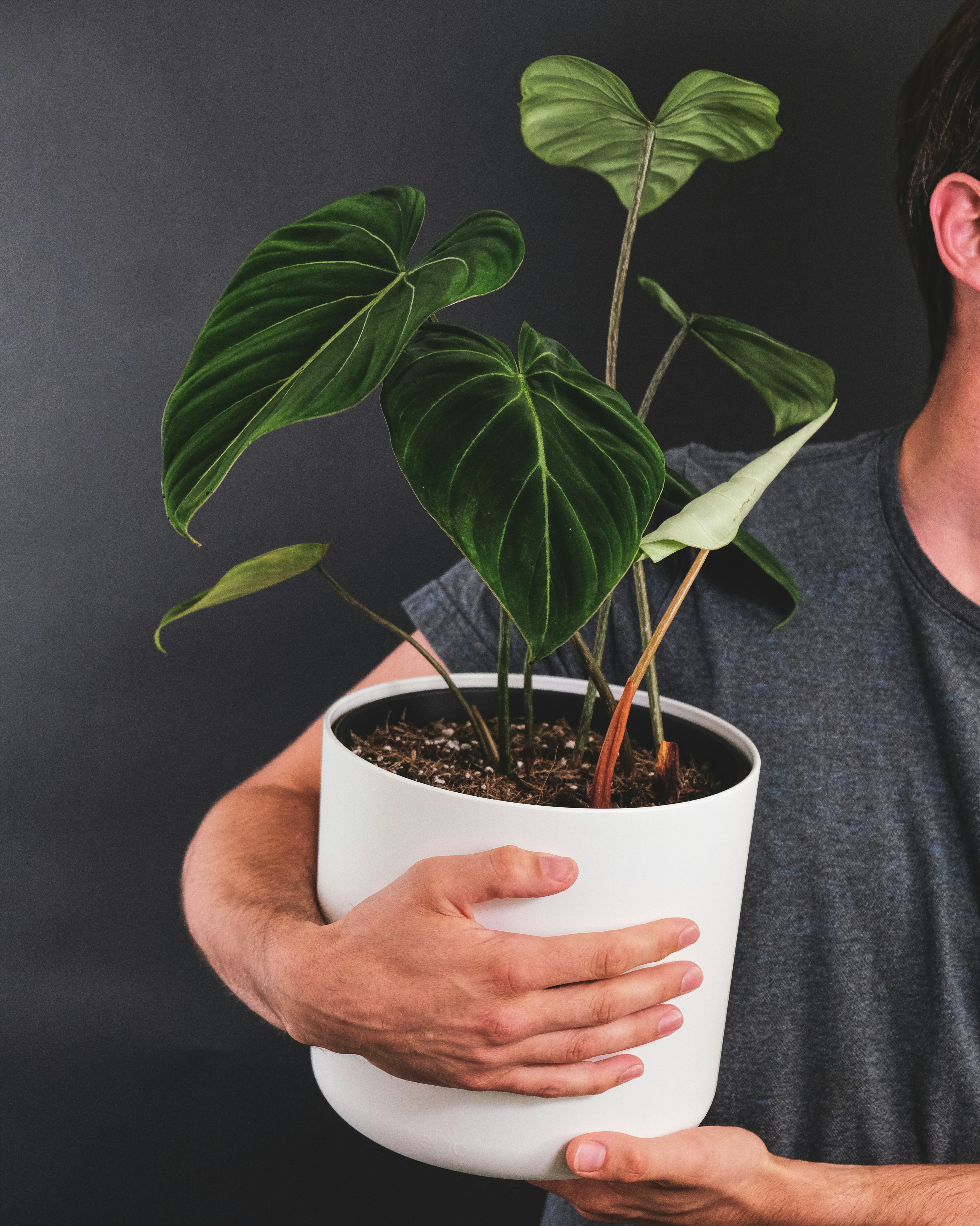 Una persona sujetando una planta | Fuente: Unsplash