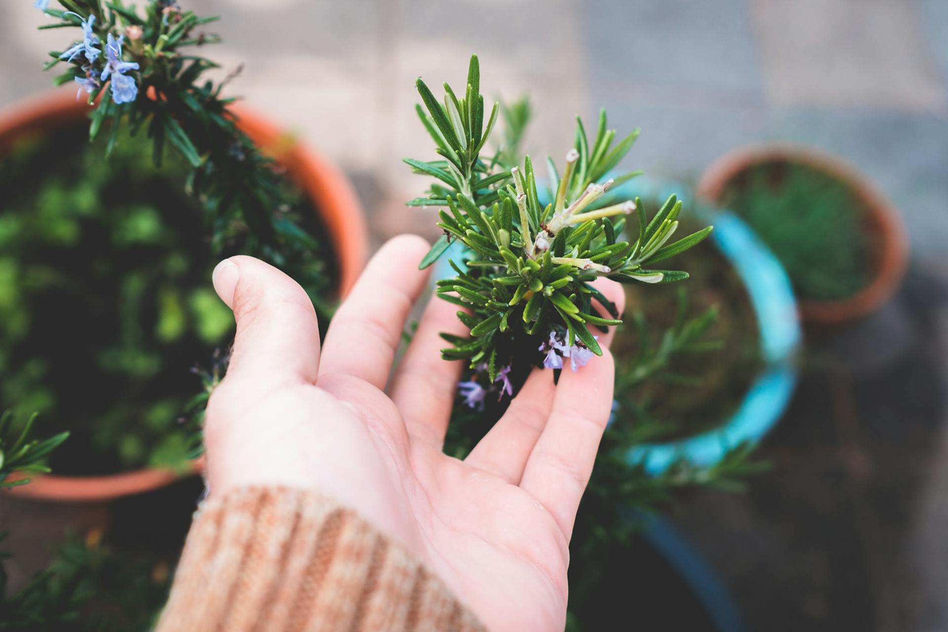 Primer plano de una persona tocando una planta de romero en maceta | Fuente: Pexels