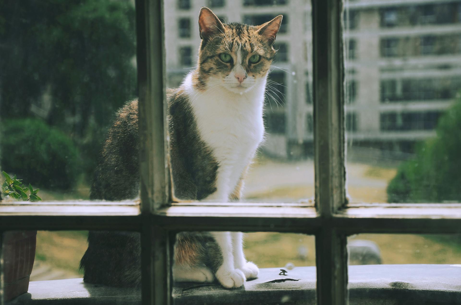 Un gato mirando por una ventana | Fuente: Pexels