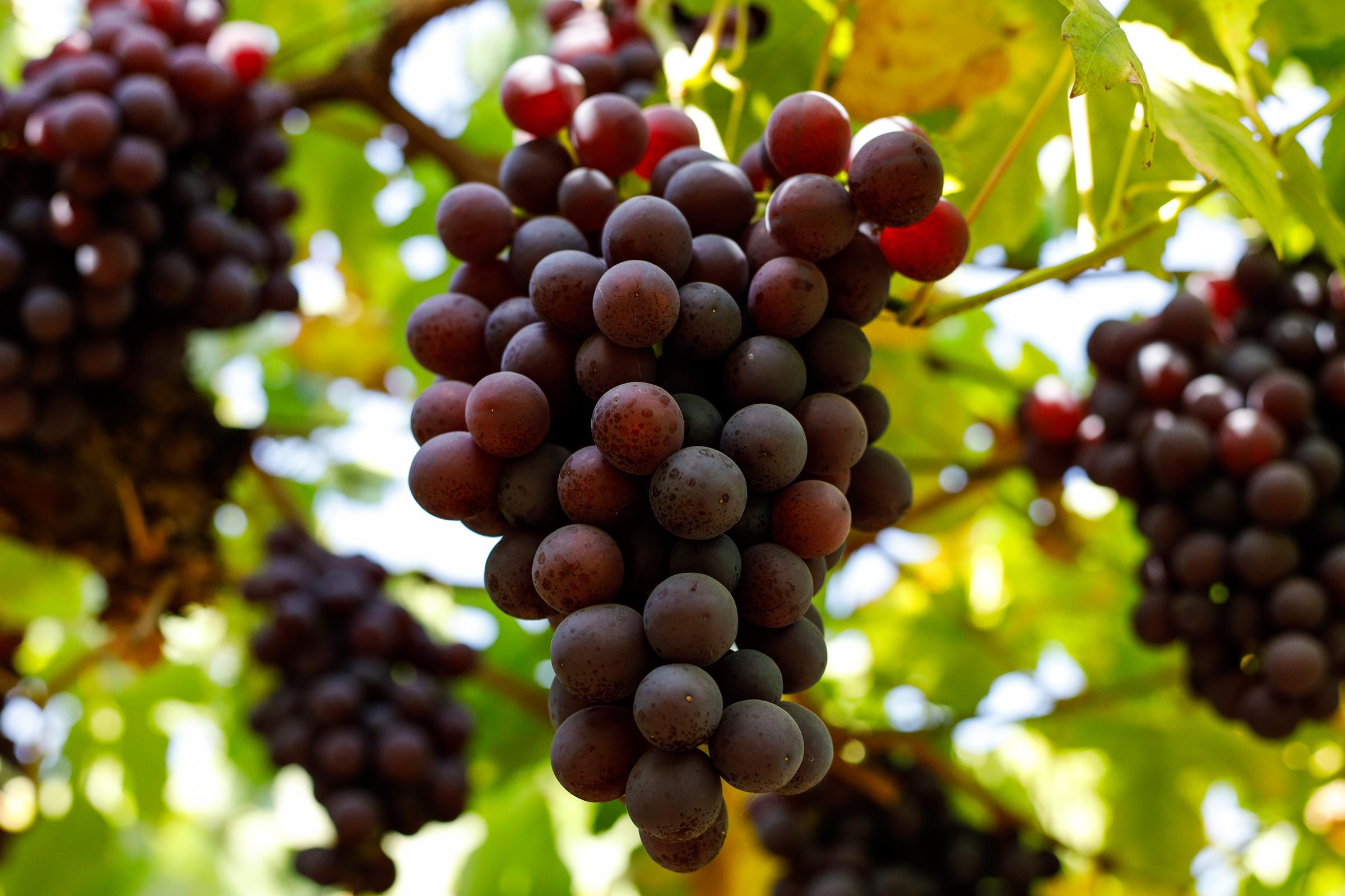 Uvas listas para la vendimia | Fuente: Getty Images