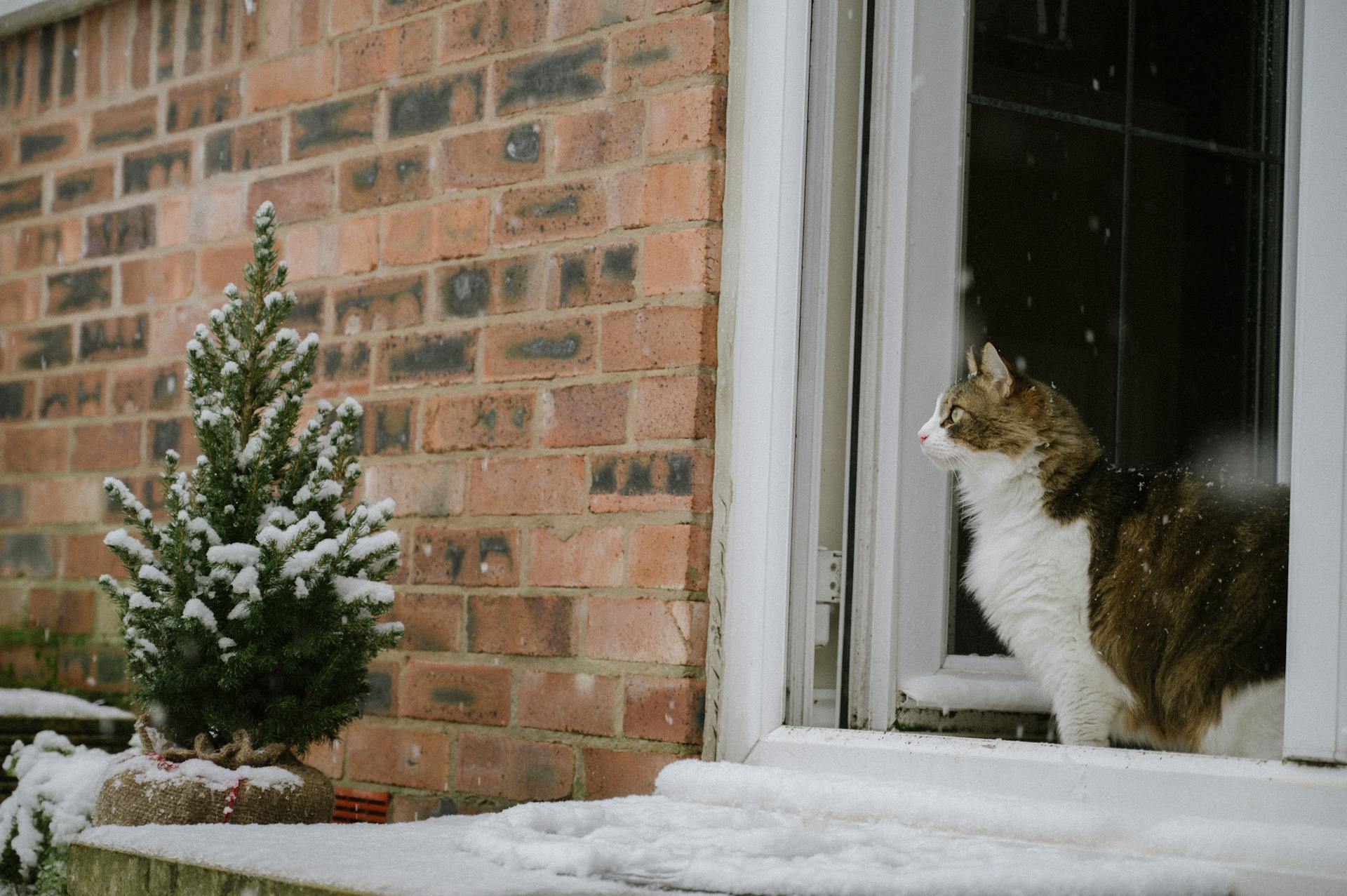 Un gato sentado en la nieve junto a una ventana | Fuente: Pexels
