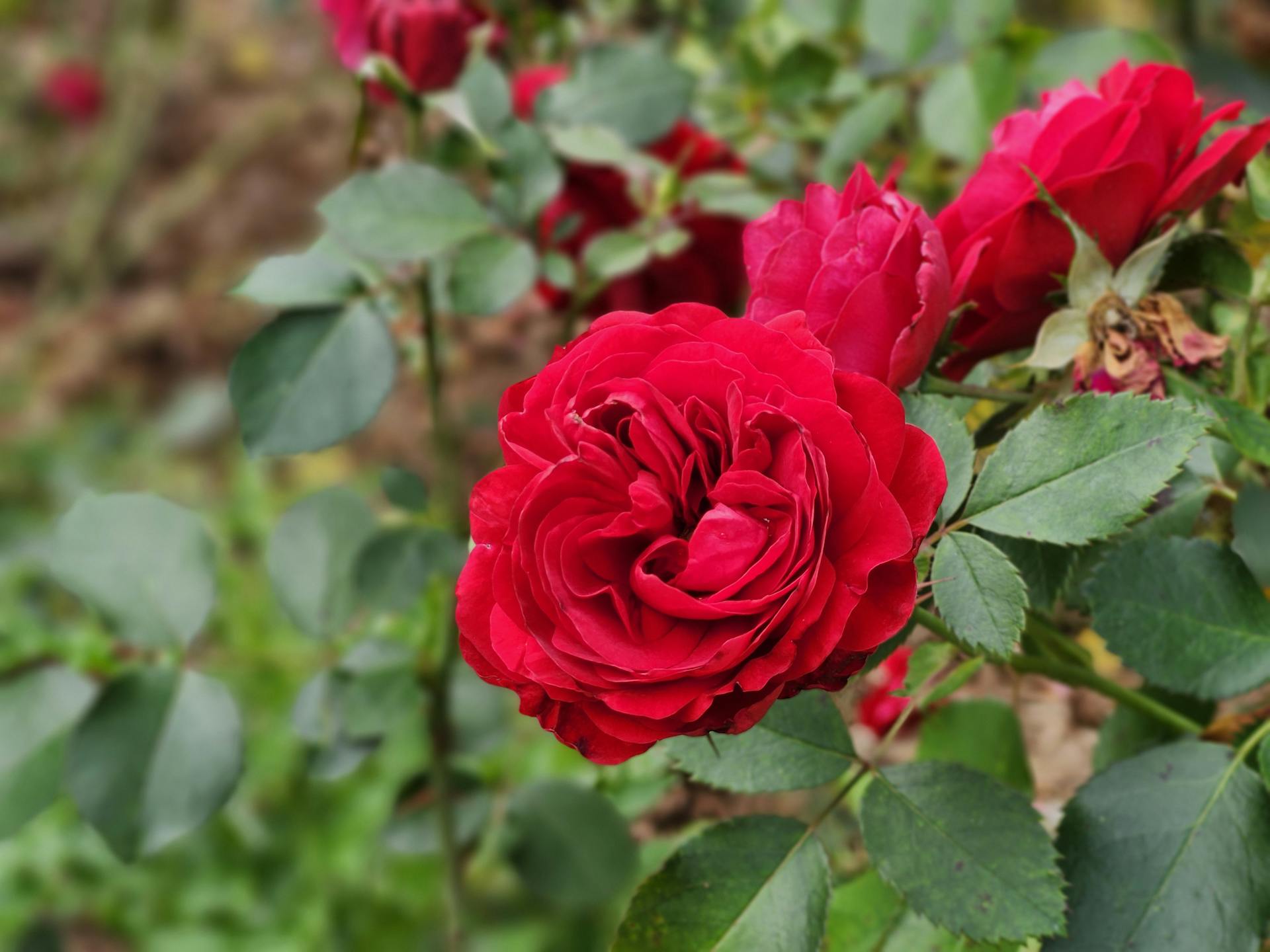 Rosas rojas vibrantes floreciendo en un jardín | Fuente: Pexels