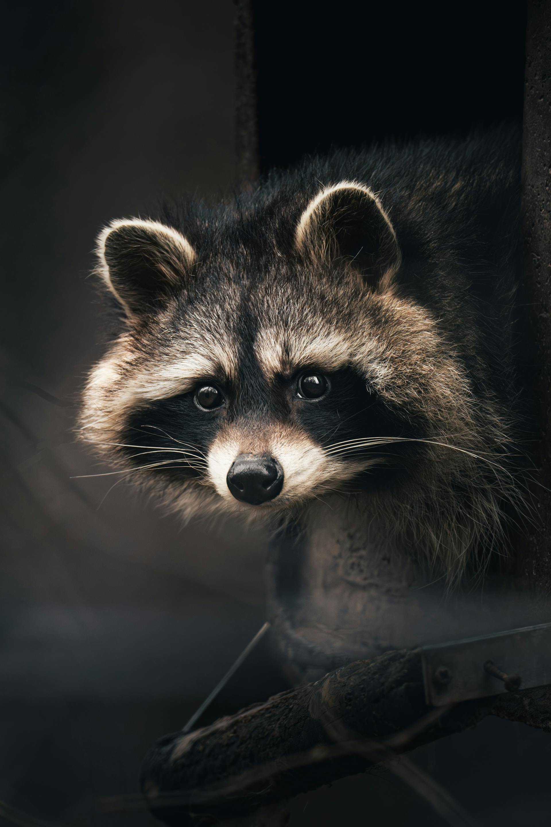 Primer plano de un mapache | Fuente: Pexels