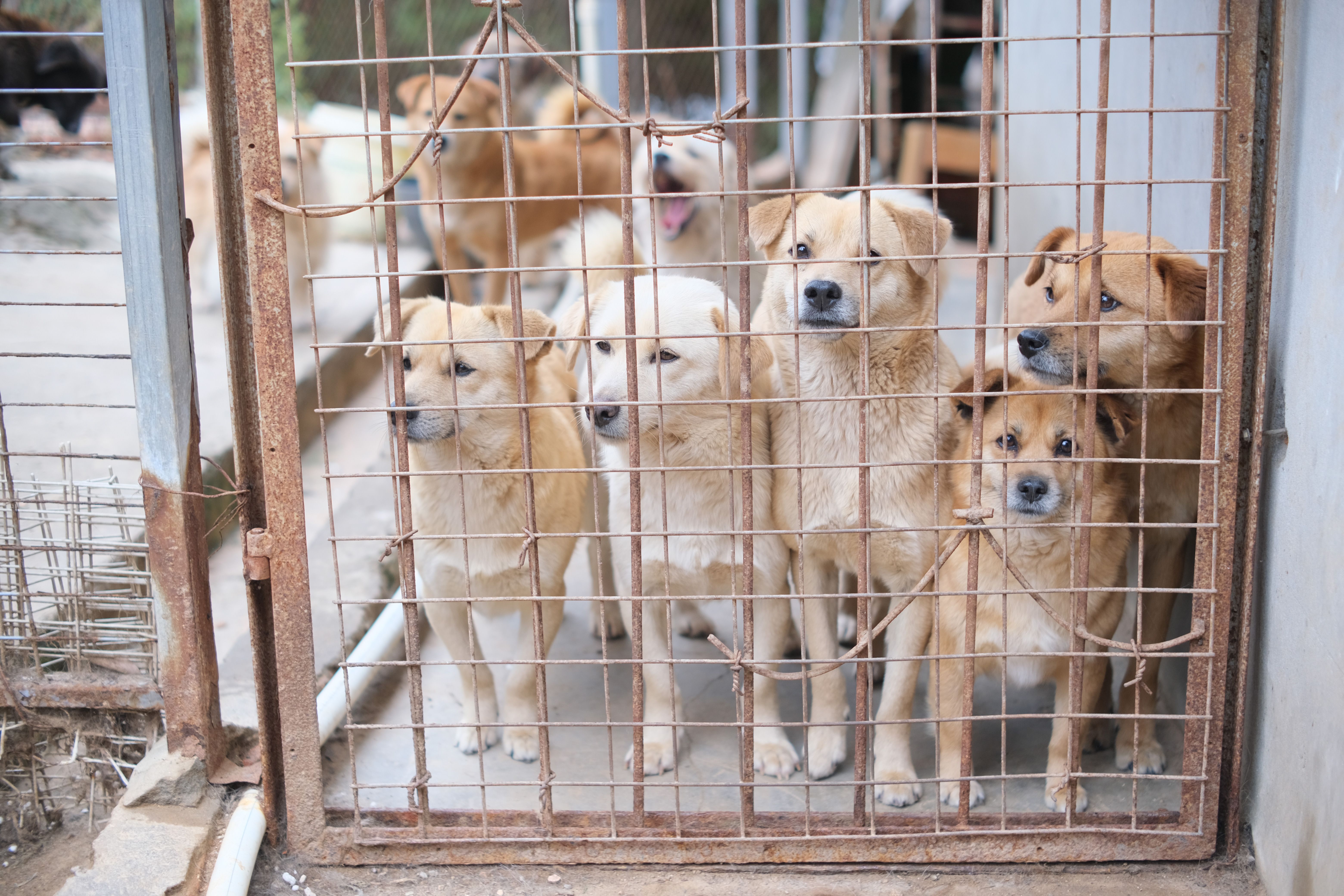 Perros de rescate | Fuente: Pexels