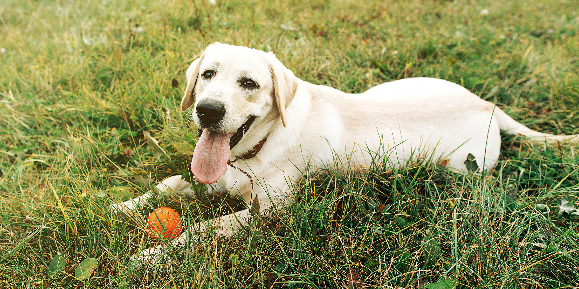 Un perro tumbado en la hierba con una pelota naranja | Fuente: Freepik