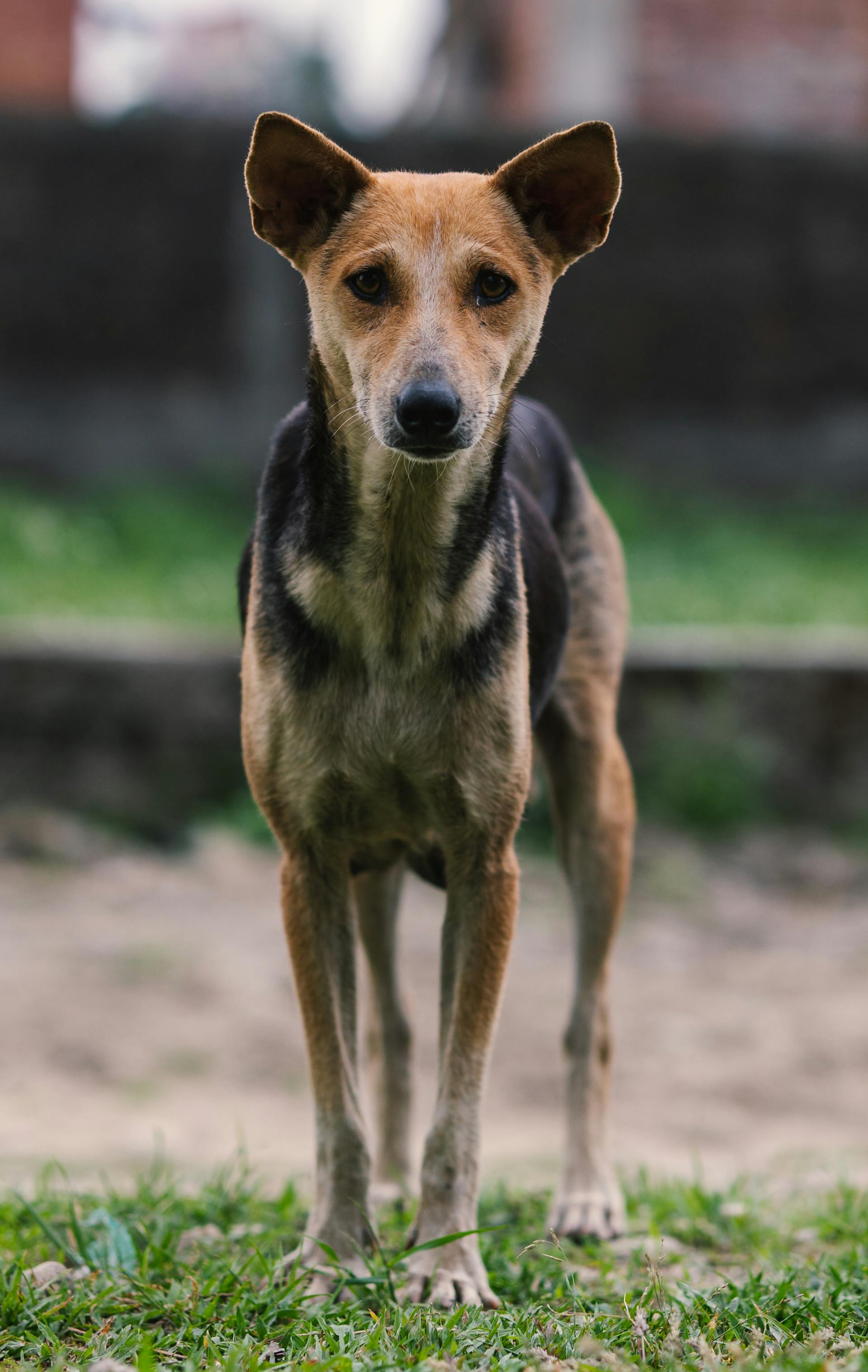 Un perrito al aire libre | Fuente: Pexels