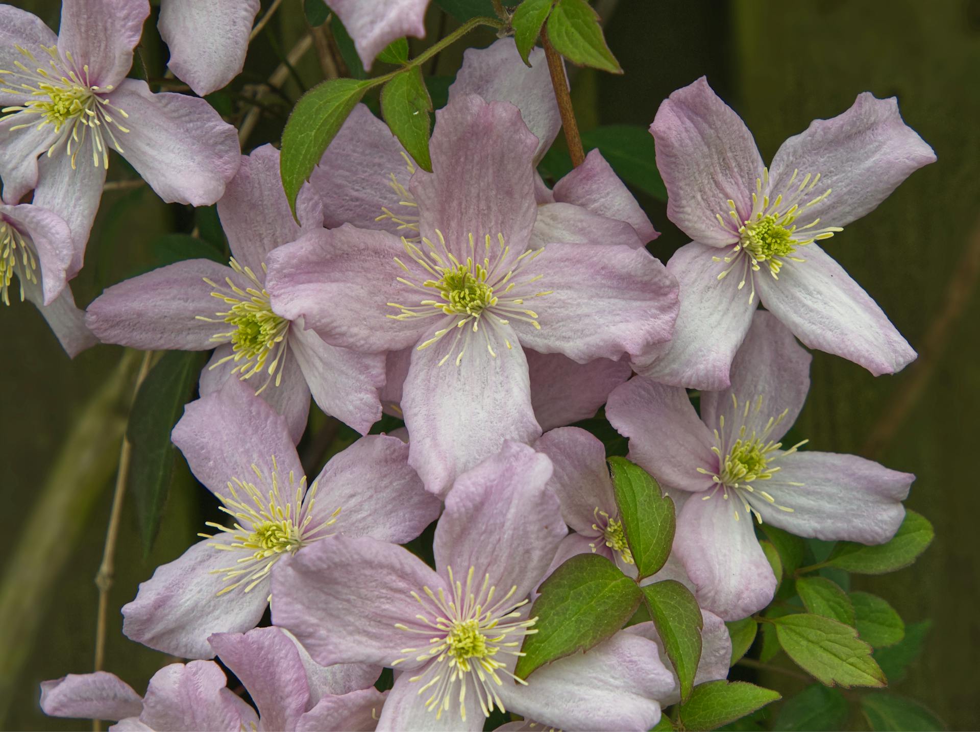 Flores de clemátide | Fuente: Pexels