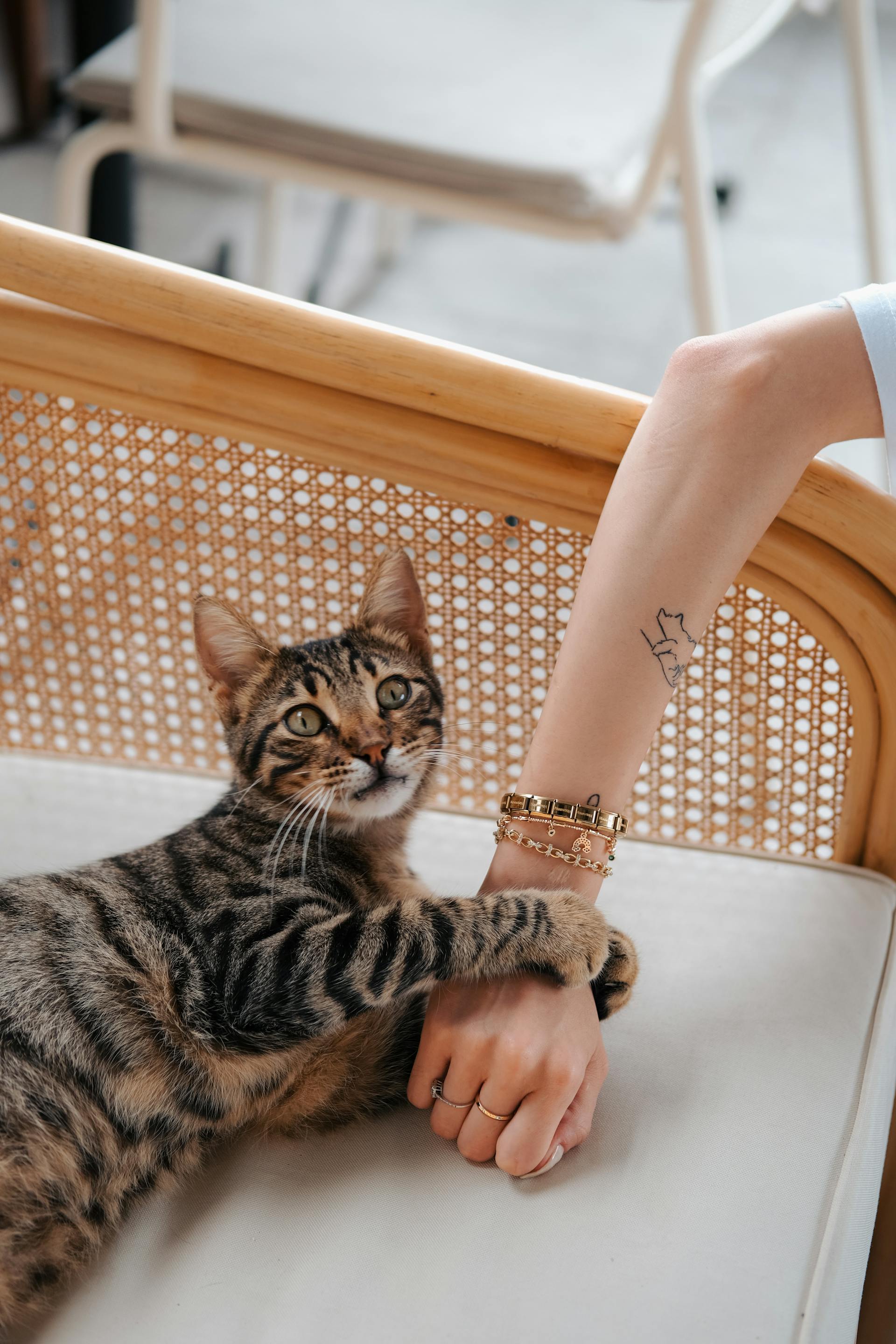 Primer plano de un gato agarrando la mano de su dueña | Fuente: Pexels