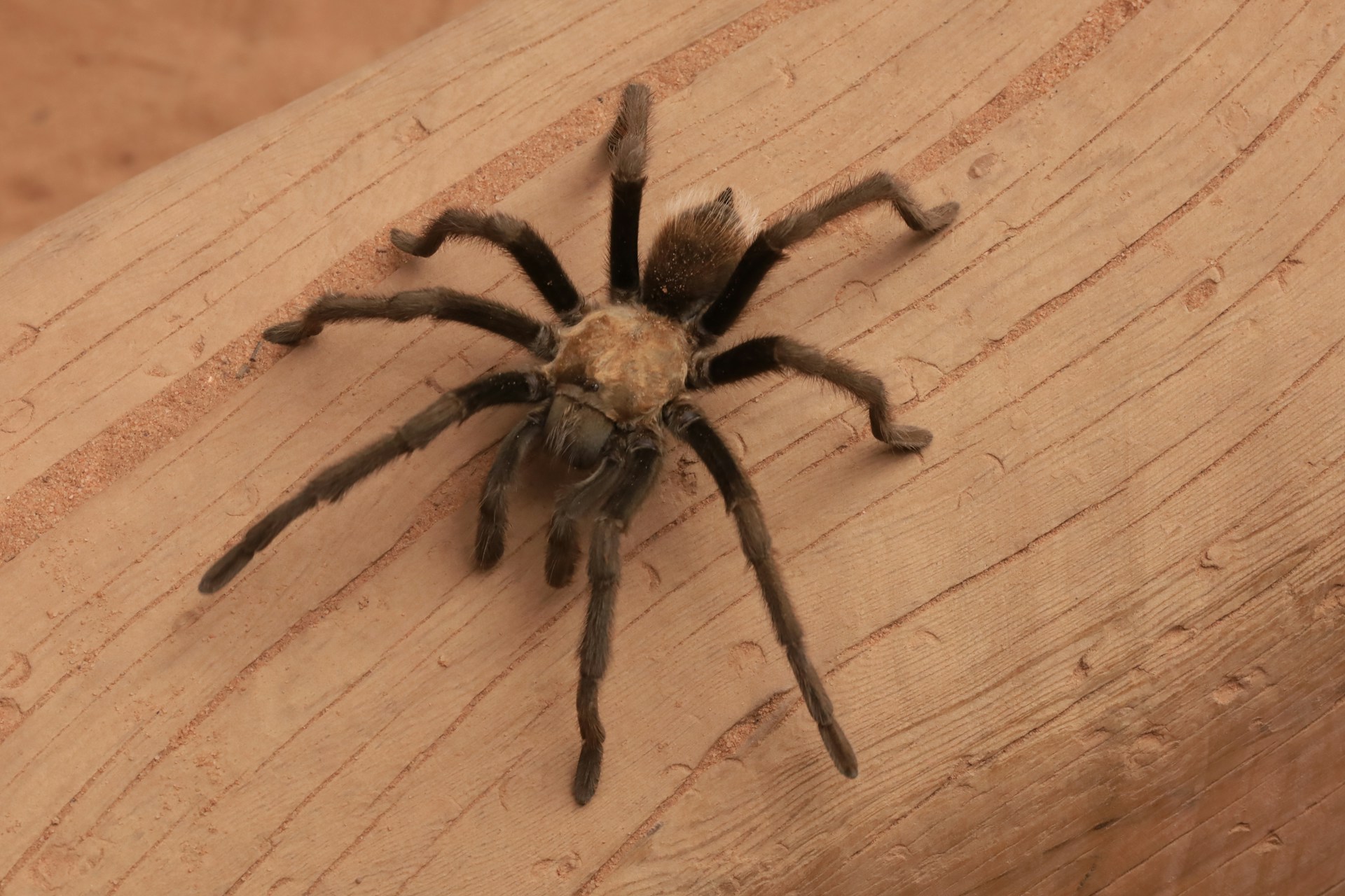 Una araña sobre una superficie de madera | Fuente: Unsplash