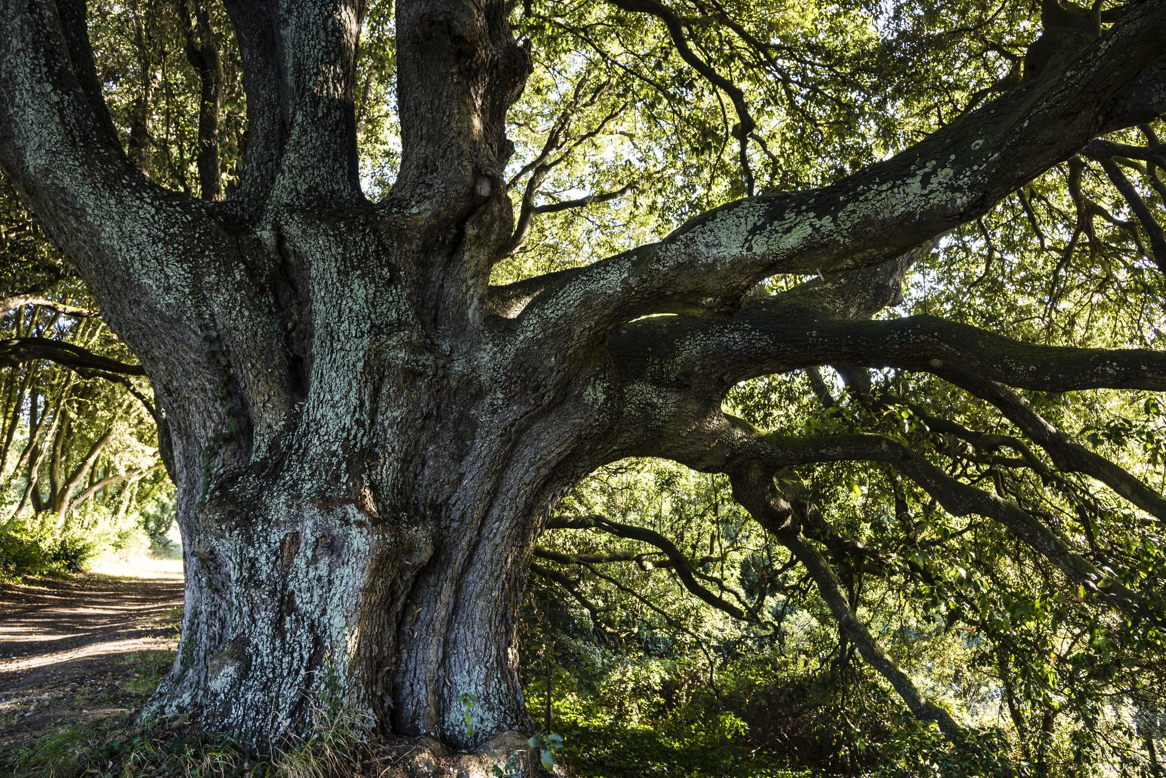 Foto de archivo de un árbol en un parque | Fuente: Getty Images