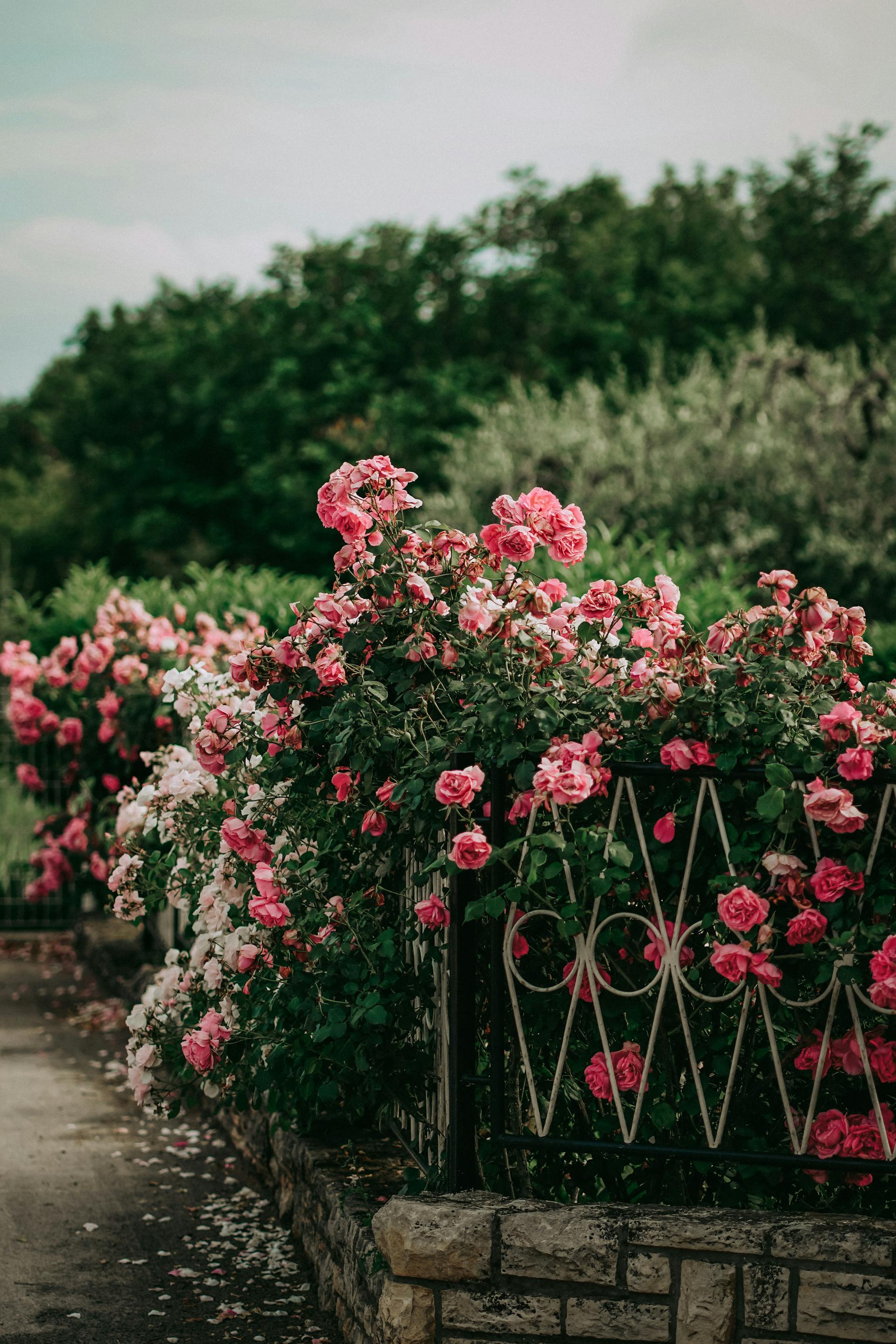 Rosales sobre una valla en un jardín | Fuente: Pexels