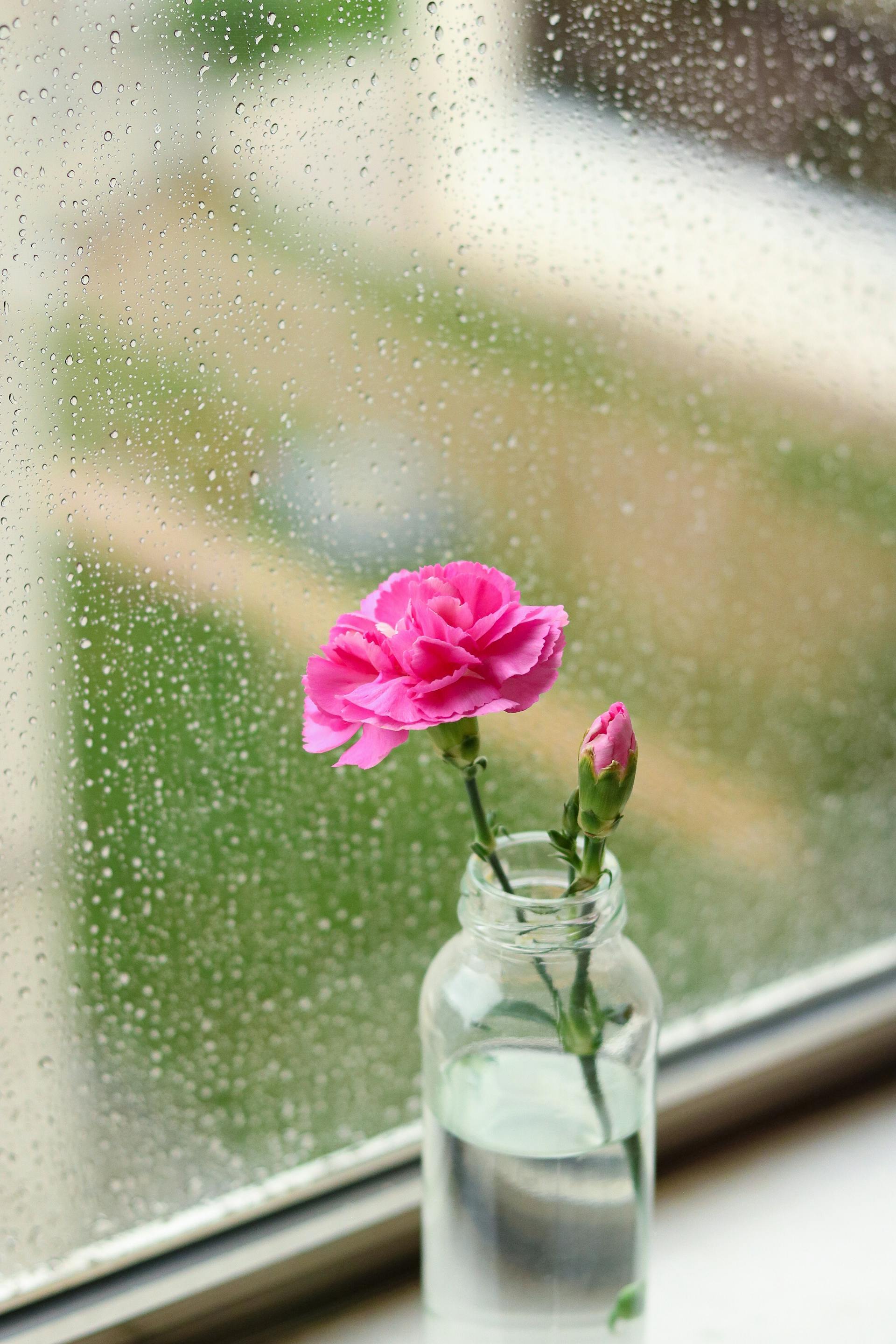 Una flor rosa en un tarro de cristal junto a una ventana lluviosa | Fuente: Pexels