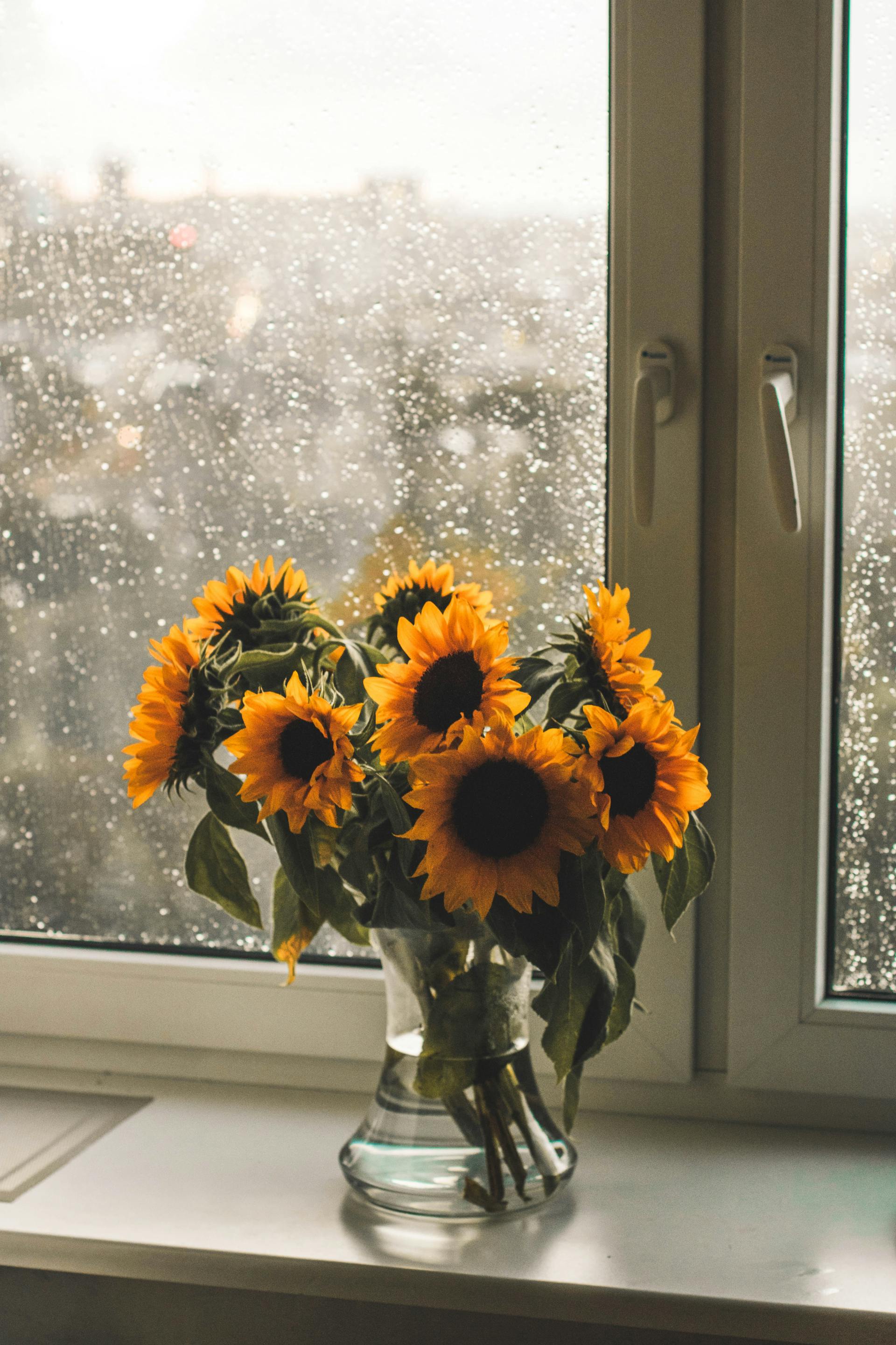 Un jarrón de girasoles junto a una ventana moteada por la lluvia | Fuente: Pexels