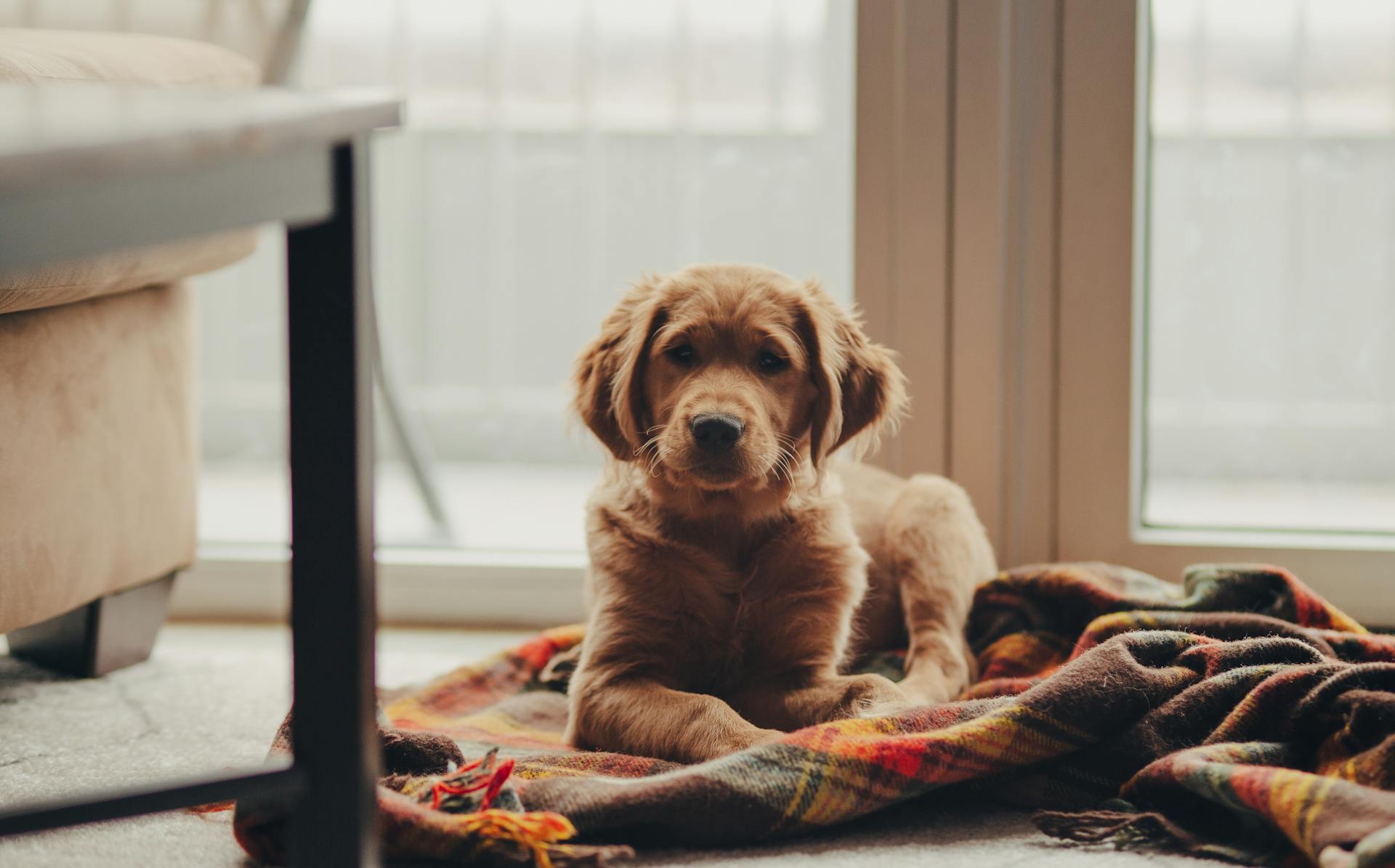 Un golden retriever sentado en una manta | Fuente: Pexels