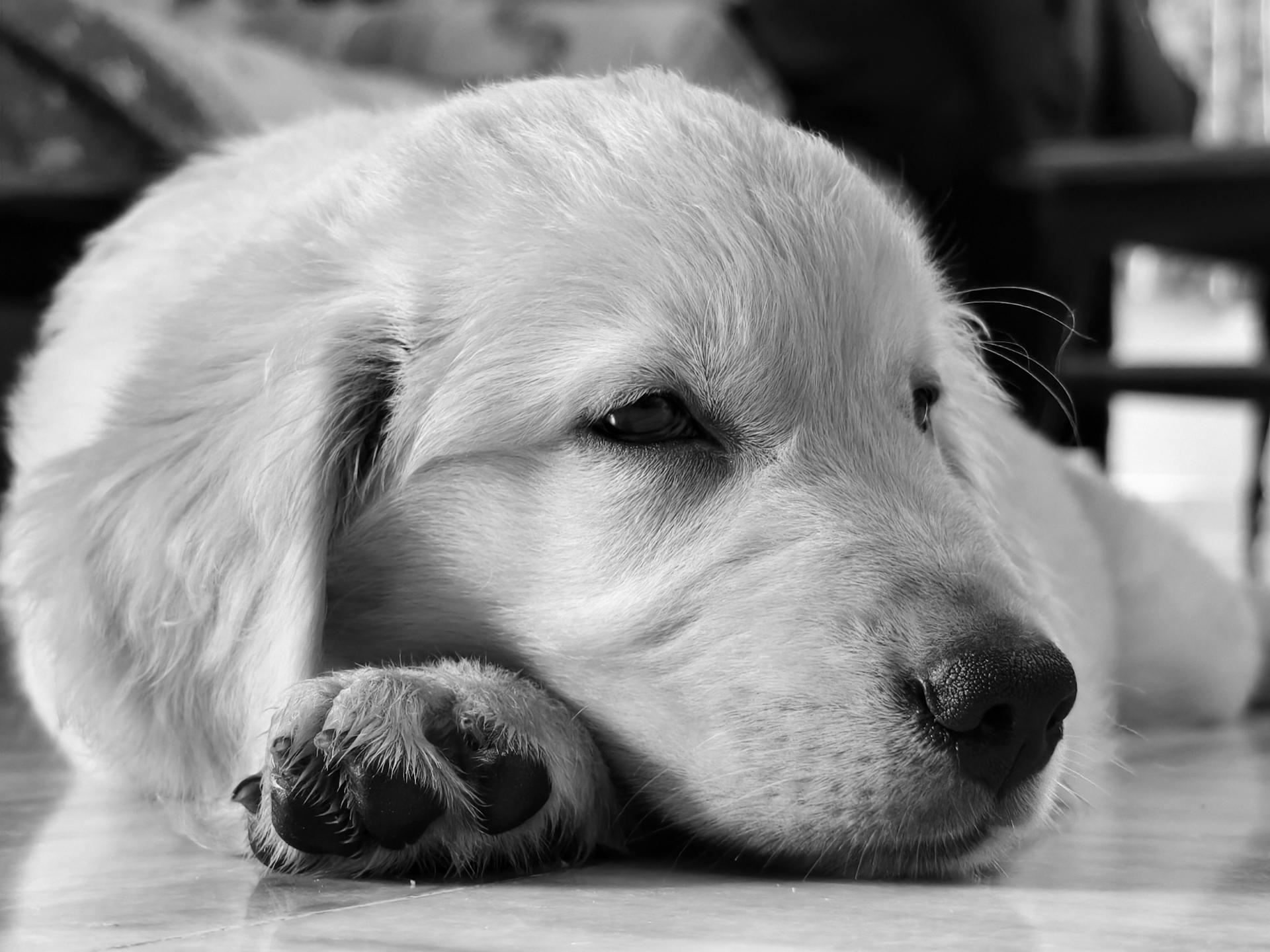 Foto en escala de grises de un perro dormido | Fuente: Pexels