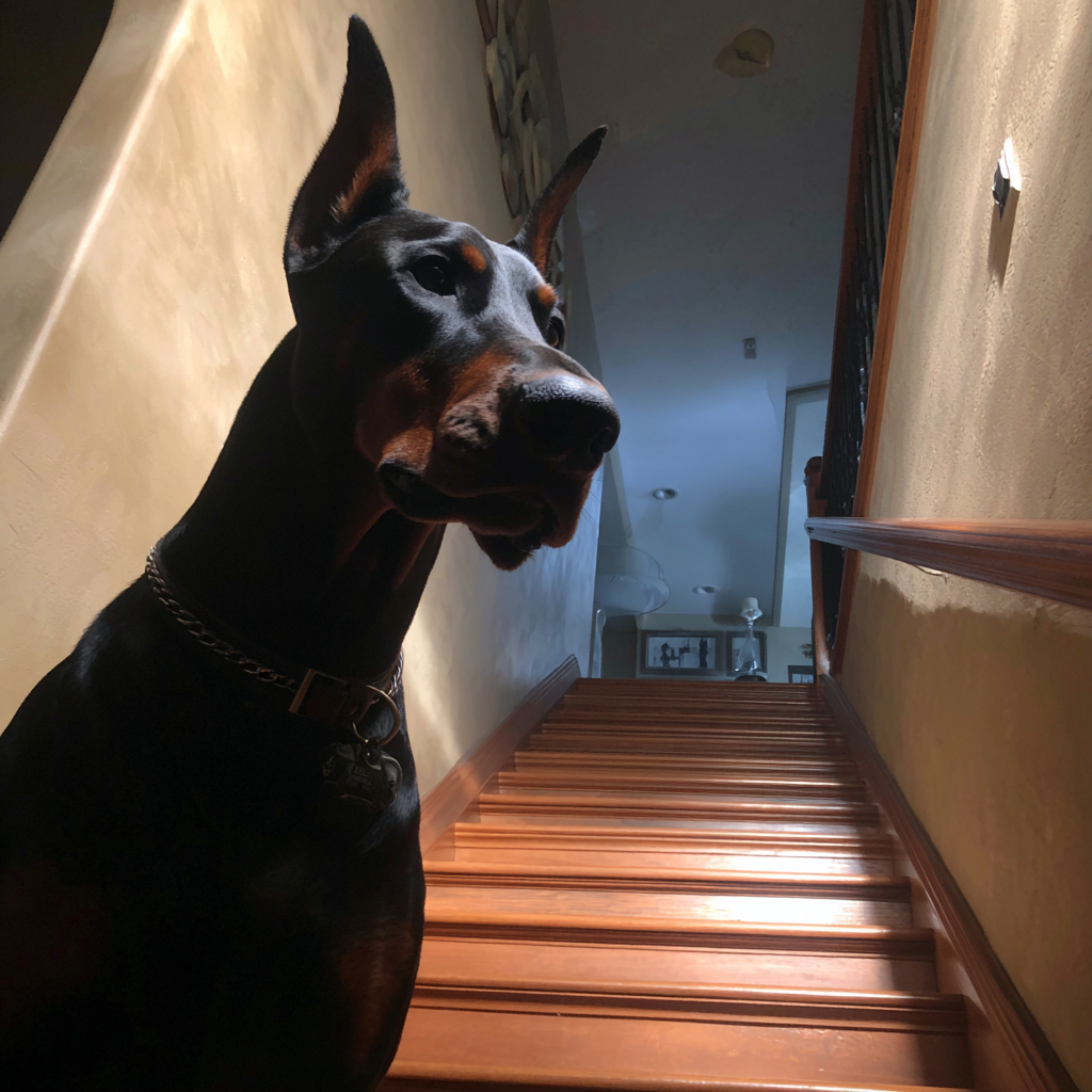 Un perro de pie en una escalera | Fuente: Midjourney