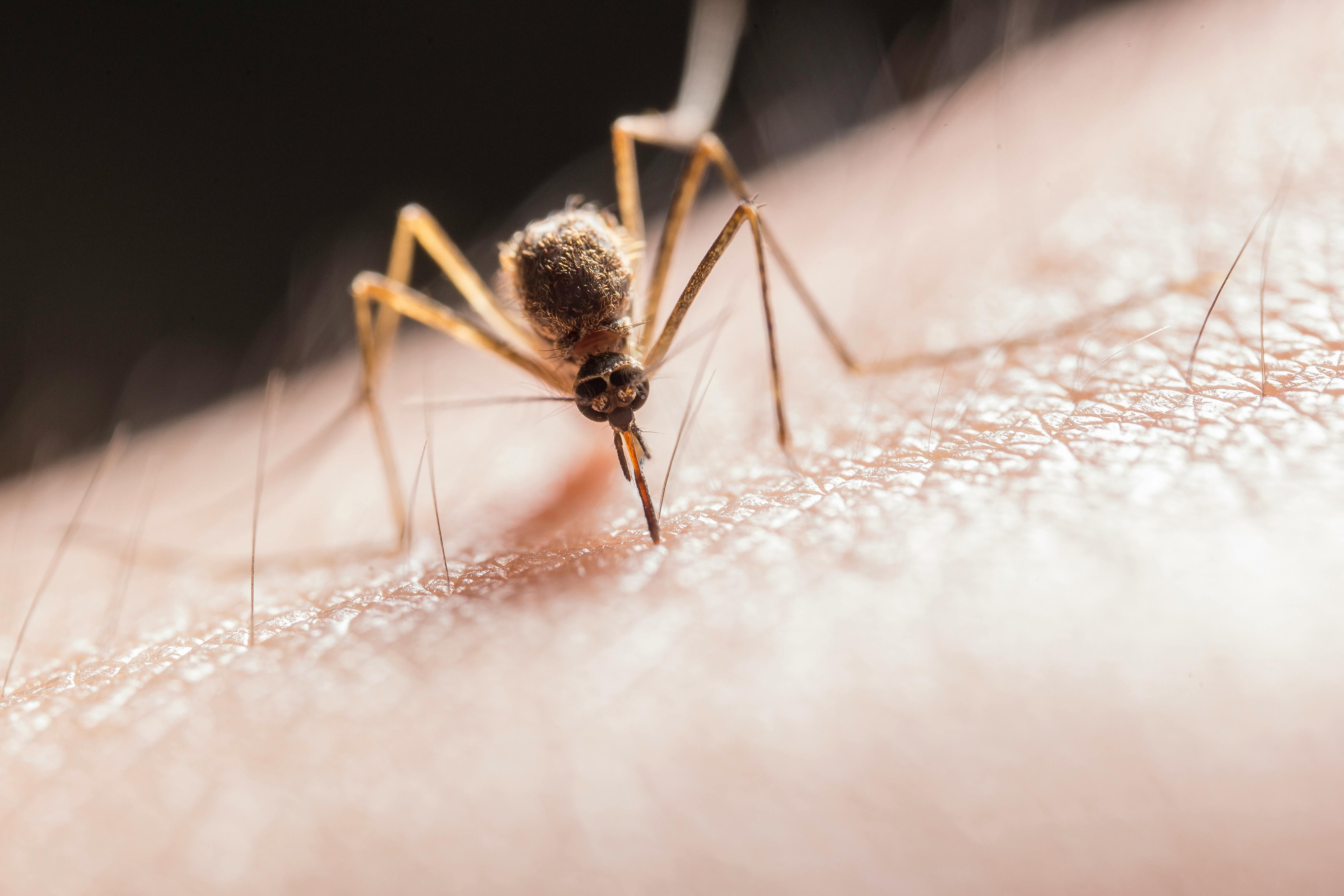 Mosquito picando piel humana. | Fuente: Pexels