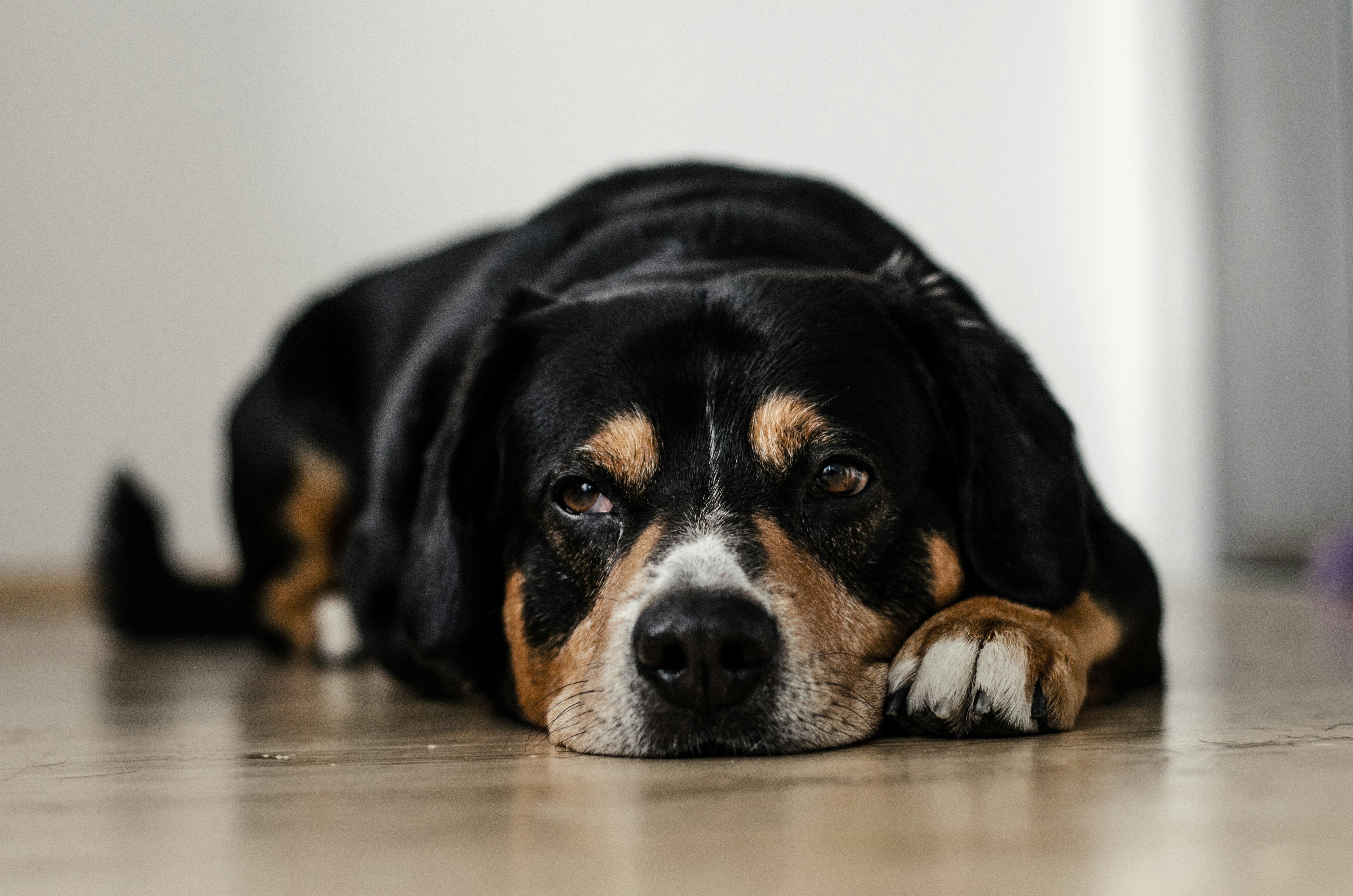 Un perro tumbado en el suelo | Fuente: Unsplash