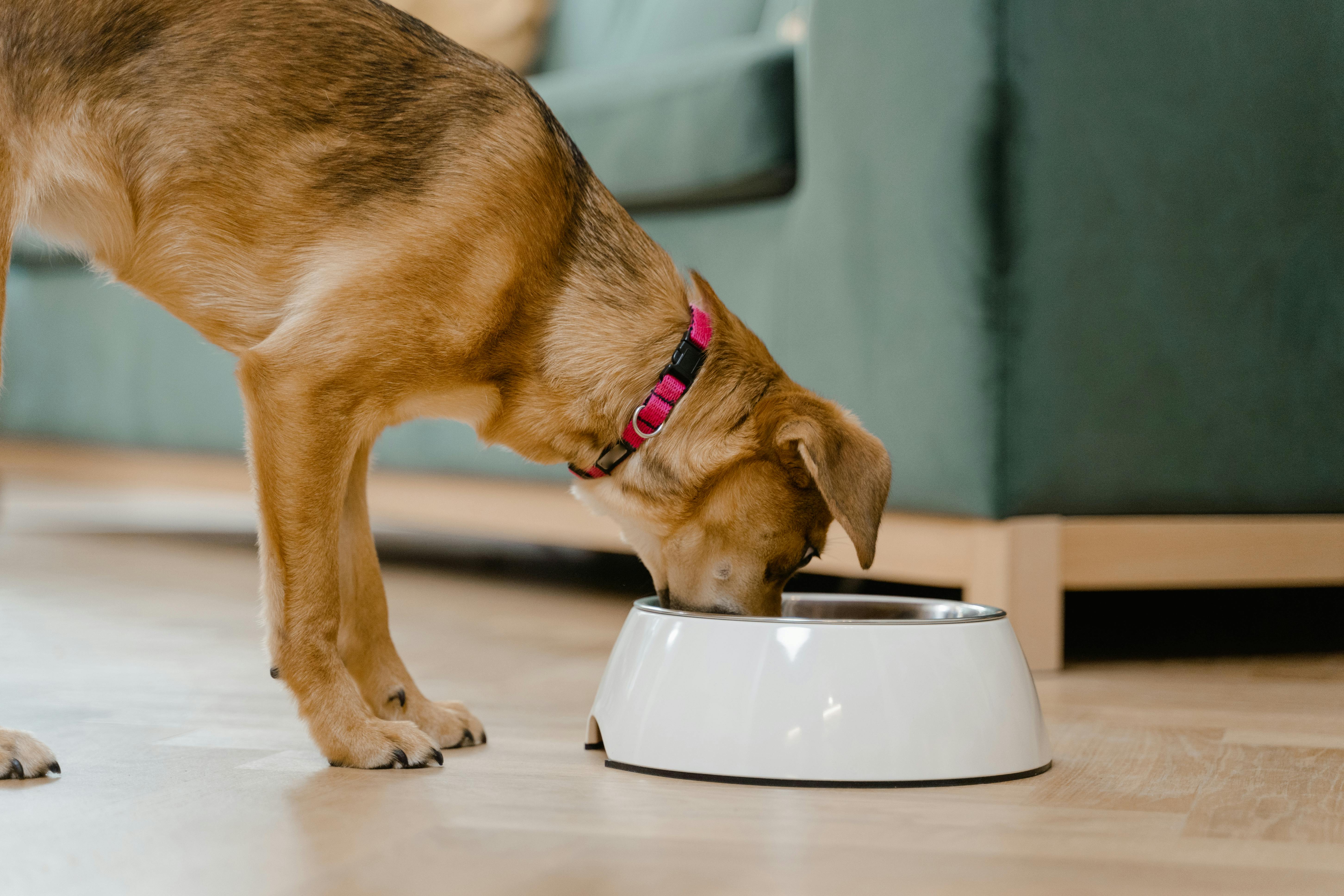 Un perro comiendo de un cuenco | Fuente: Pexels