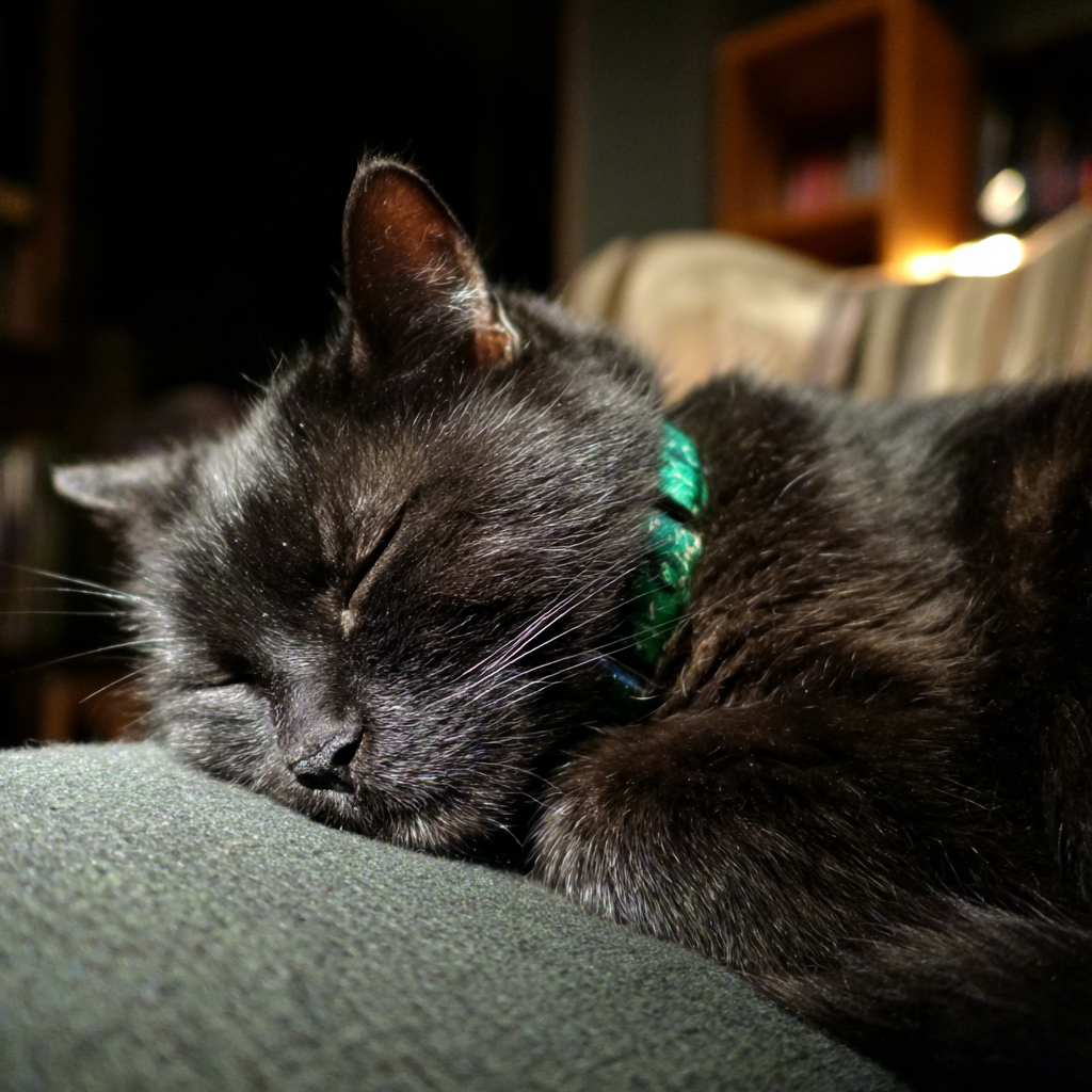 Primer plano de un gato dormido | Fuente: Midjourney