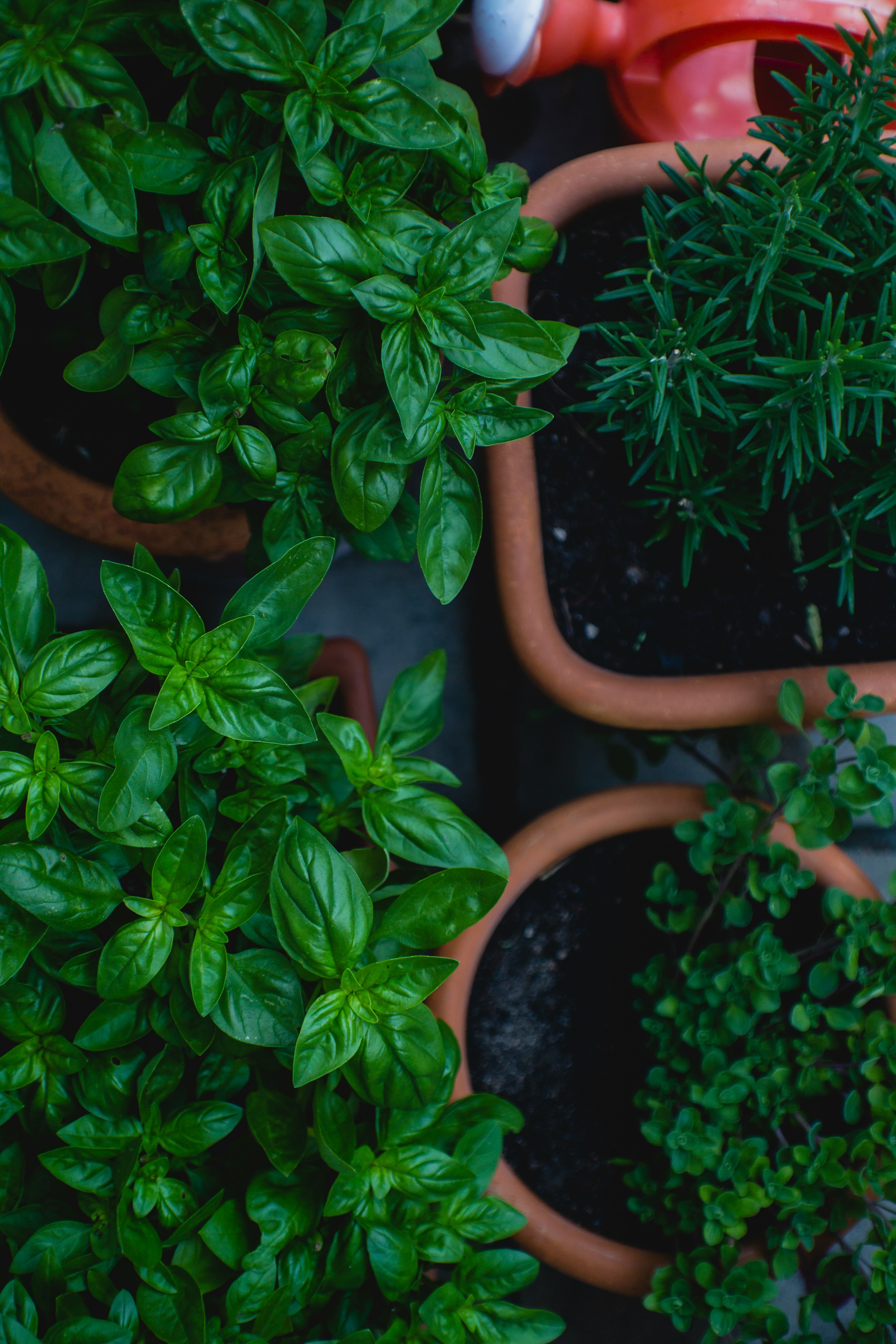 Un primer plano de hierbas frescas | Fuente: Unsplash