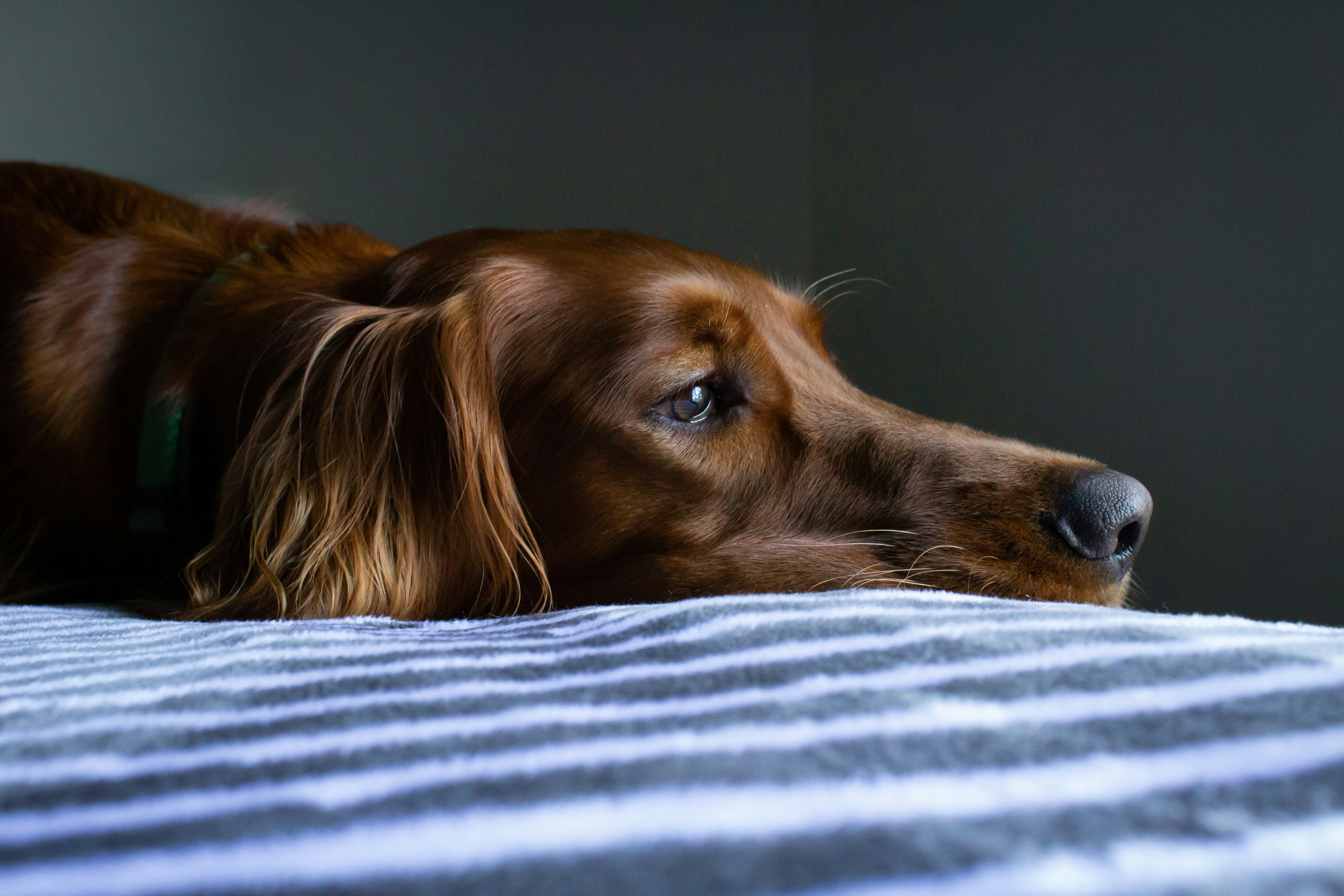 Un perro tumbado en una cama | Fuente: Unsplash