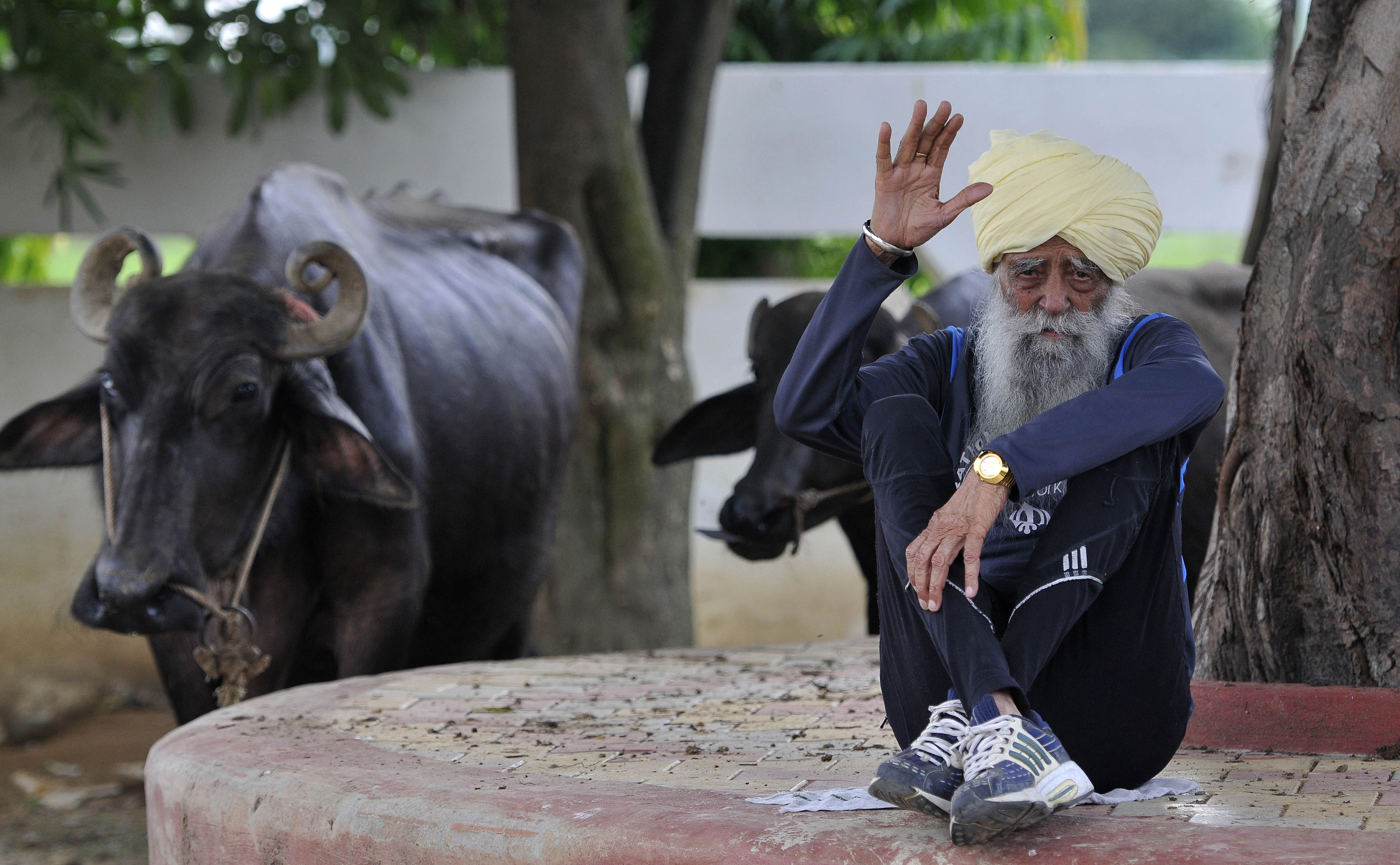 Fauja Singh saluda a la cámara mientras está sentado con las piernas cruzadas sobre un tronco de árbol serrado junto al ganado en Jalandhar, India, el 13 de septiembre de 2016. | Fuente: Getty Images