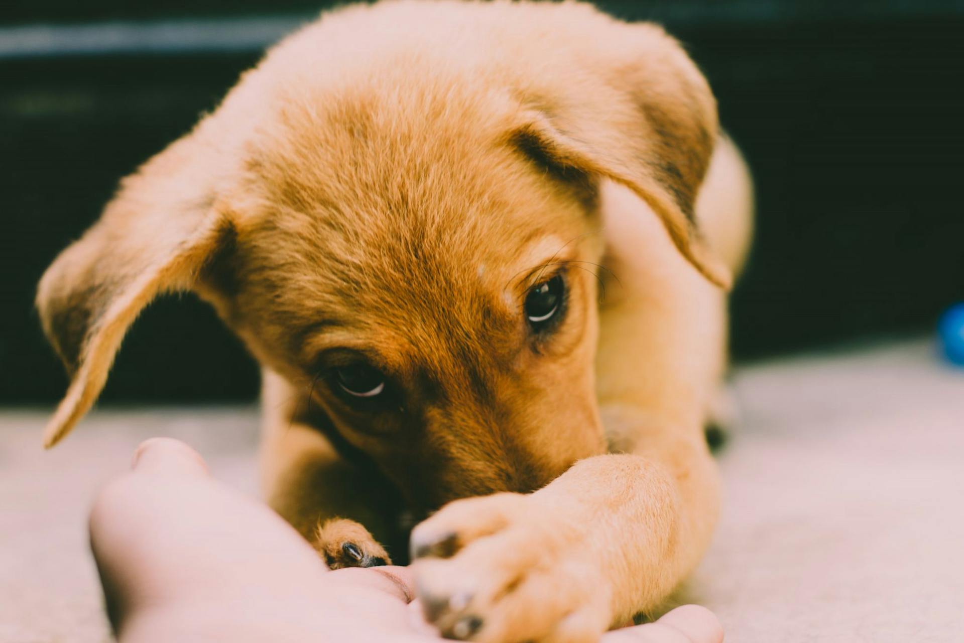 Una cachorra | Fuente: Pexels