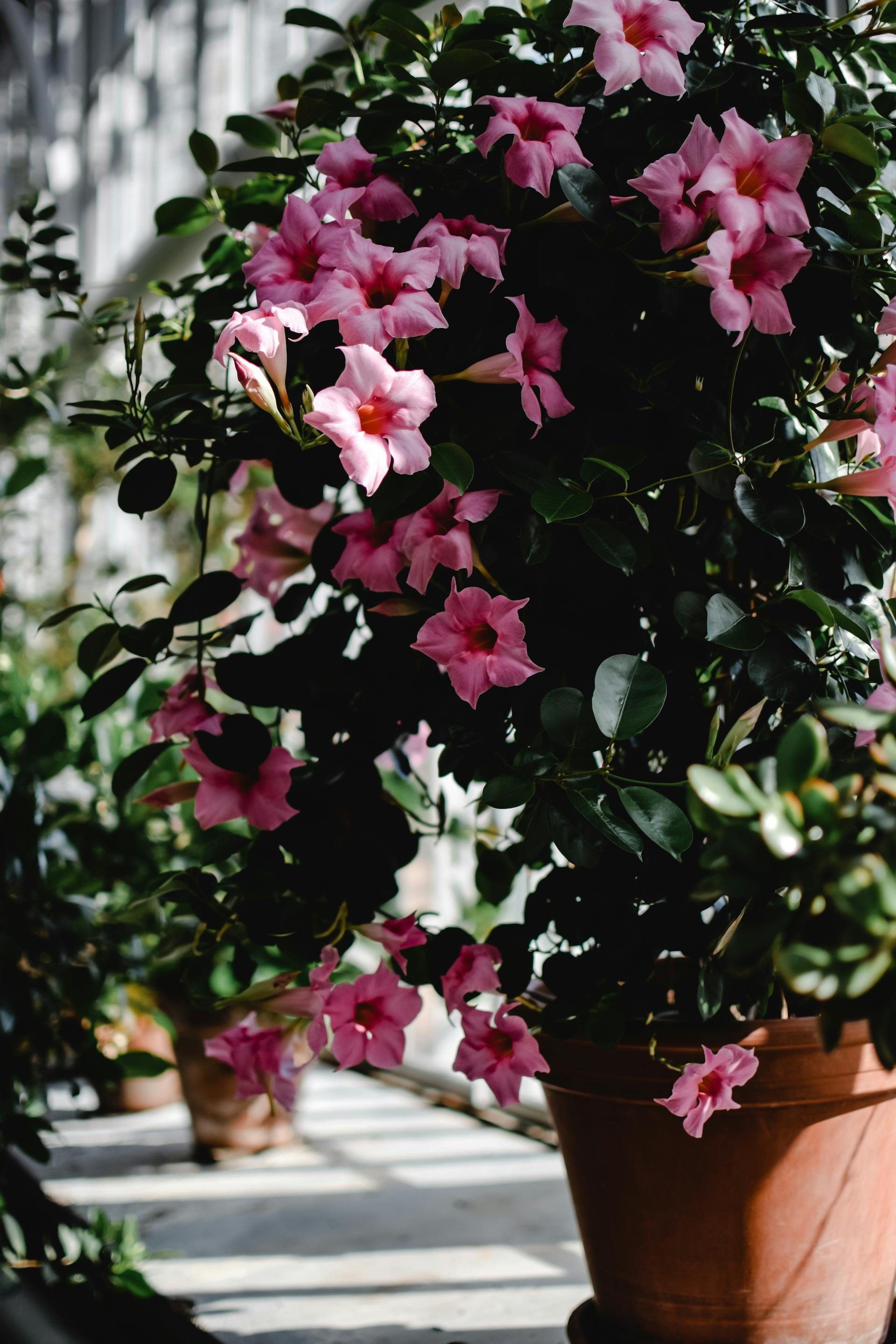 Flores en una maceta | Fuente: Pexels