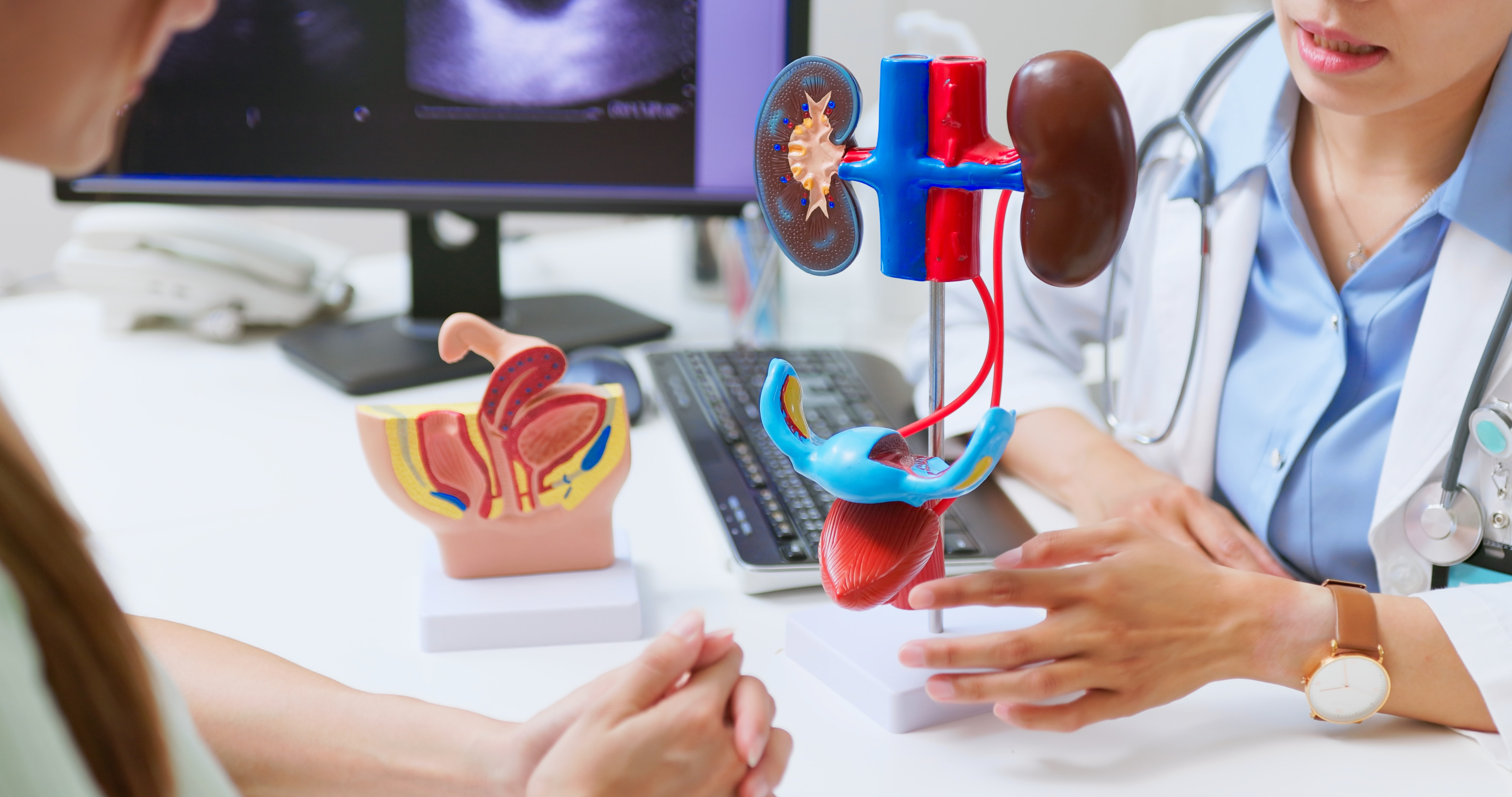 Un médico utiliza un modelo humano en 3D para explicar los problemas del aparato urinario: el paciente puede sufrir incontinencia y signos de disfunción renal | Fuente: Getty Images