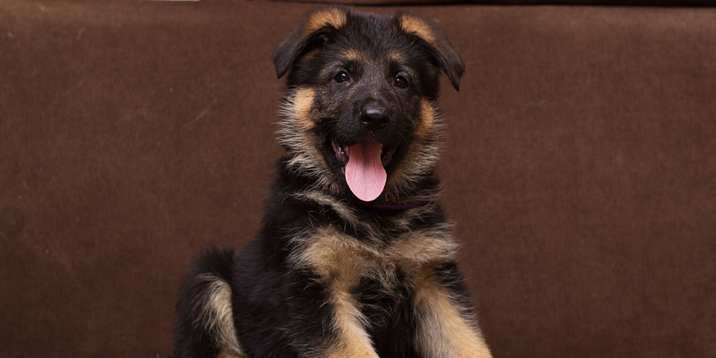 Un cachorro feliz | Fuente: Shutterstock