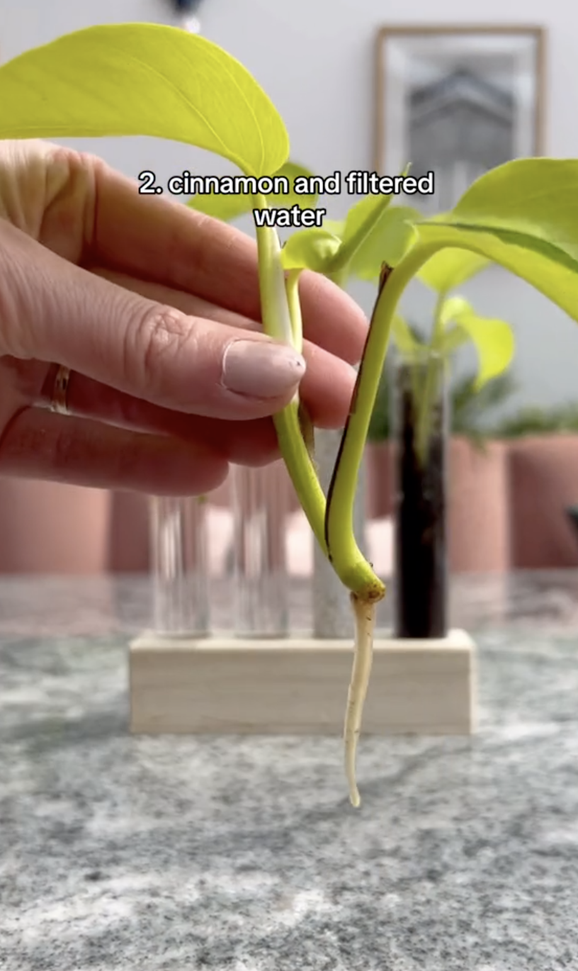 Los resultados de los esquejes de Neon pothos de la segunda probeta después de ser propagados en un clip subido el 5 de octubre de 2024 | Fuente: TikTok/thelittlelifelately
